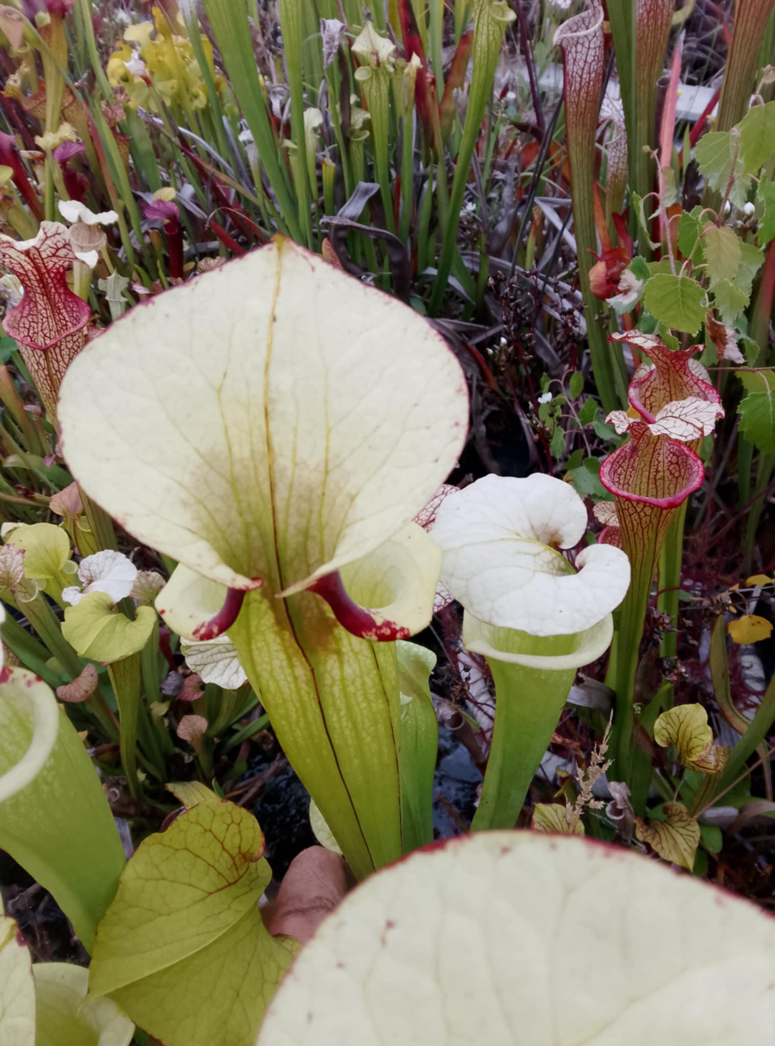 Sarracenia x (LW x LW)