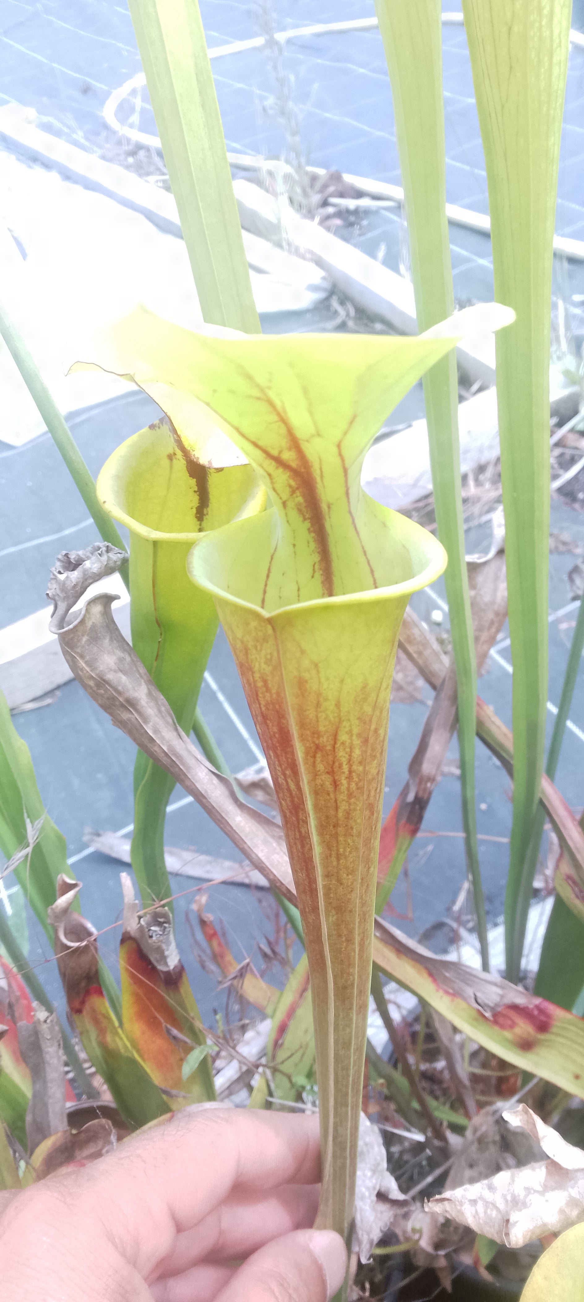 Sarracenia Flava Orange clone 2