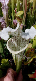 Sarracenia x (Moorei x Moorei)