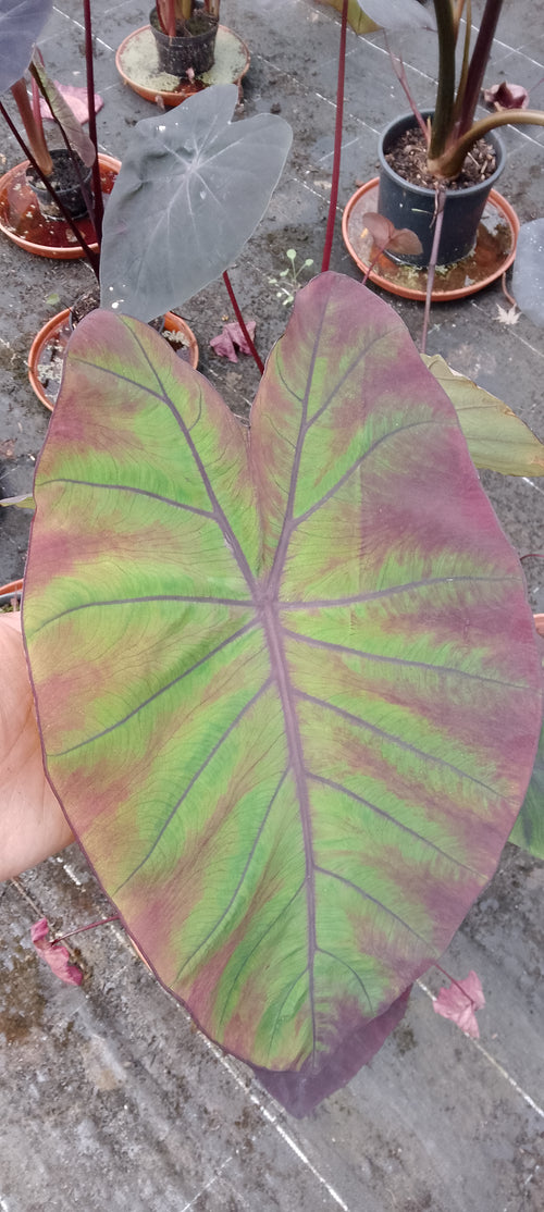 Colocasia Arc en ciel