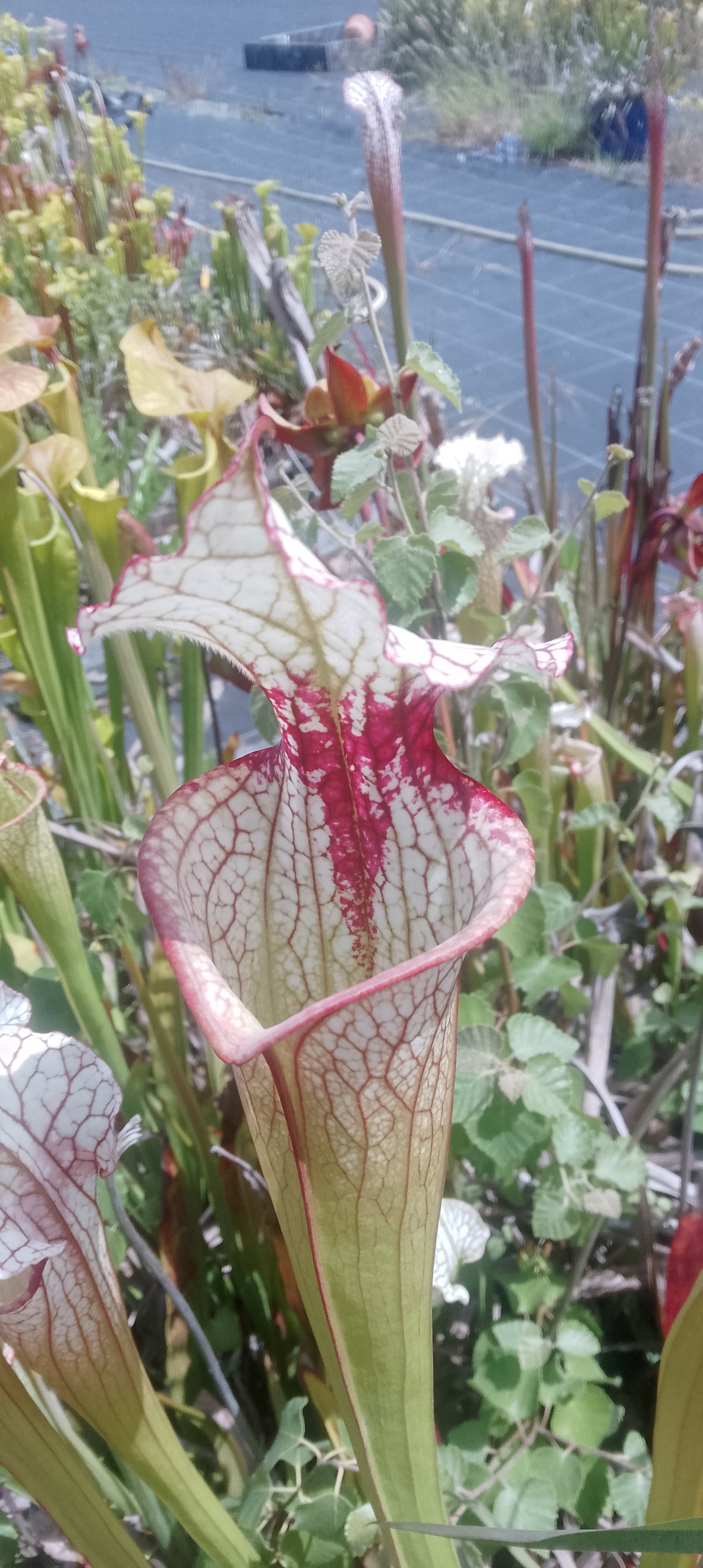 Sarracenia x Moorei