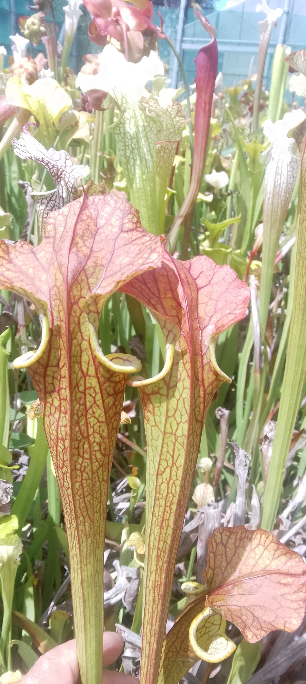 Sarracenia x (Flava var ornata heavy veins x leucophylla) x Flava cuprea