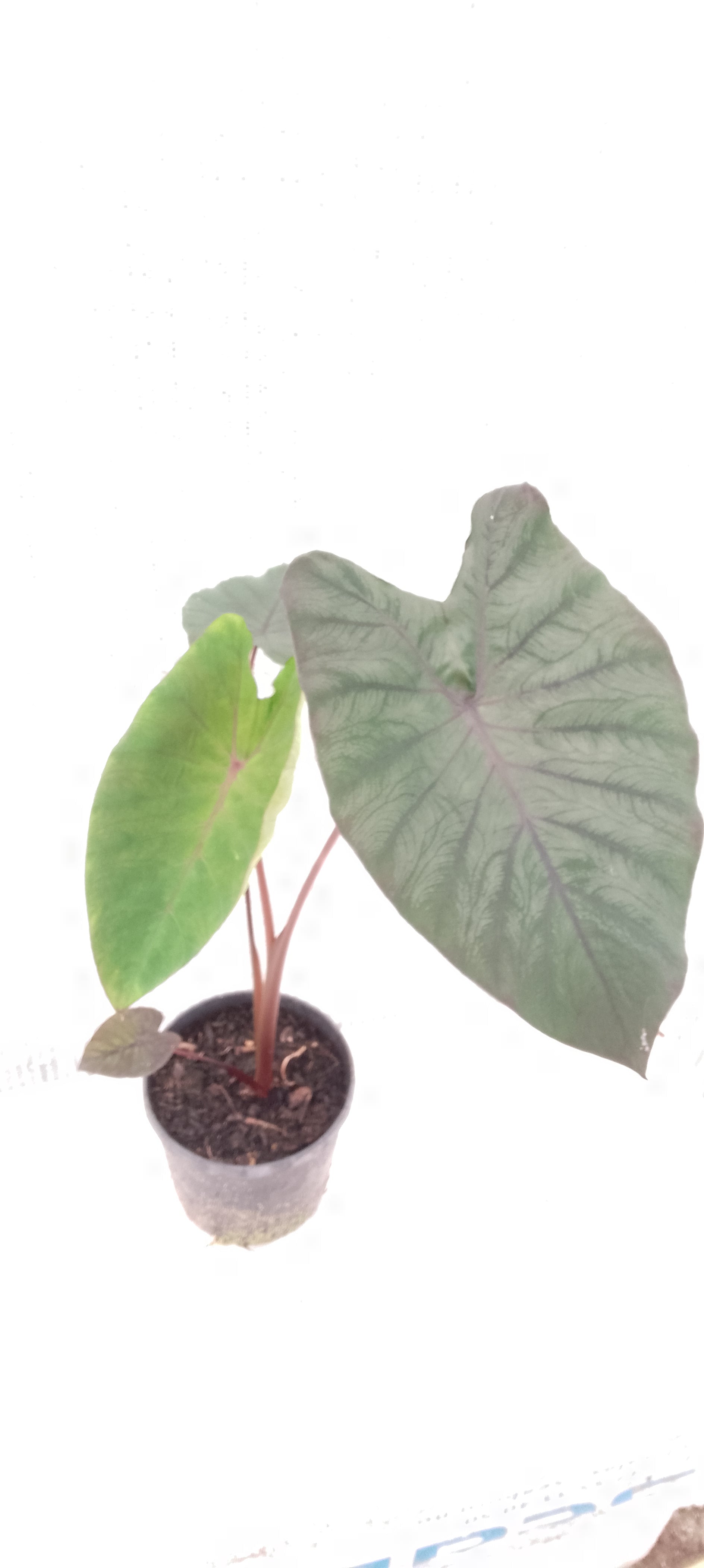 Colocasia de semis 7