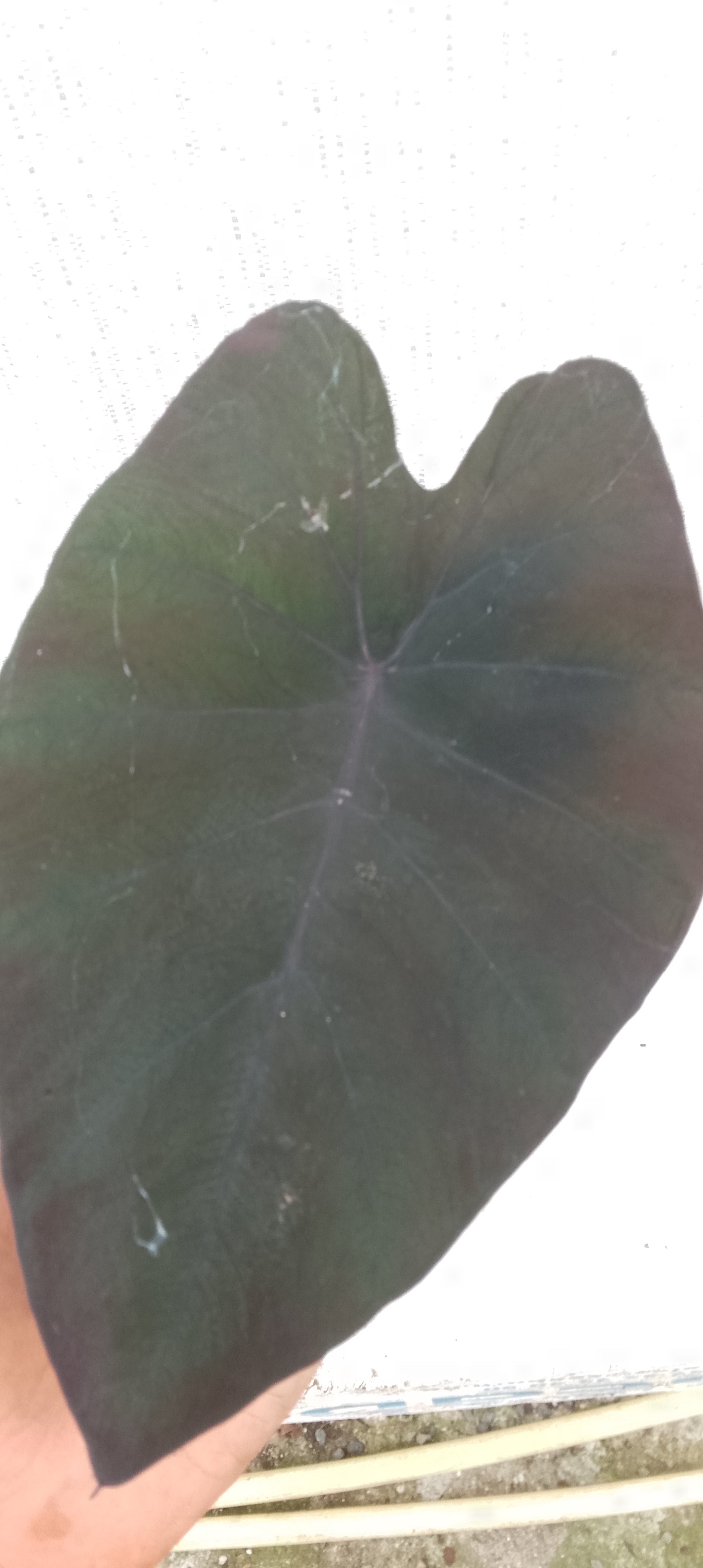 Colocasia de semis 10