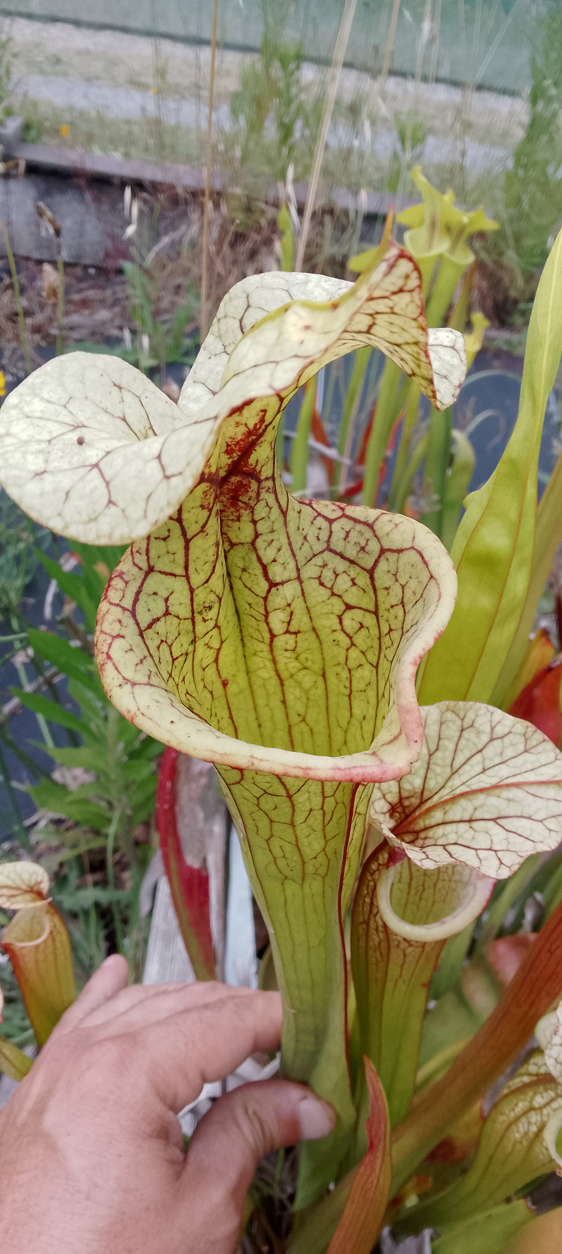 Sarracenia x (Adrian Slack x Leah Wilkerson) x Adrian Slack