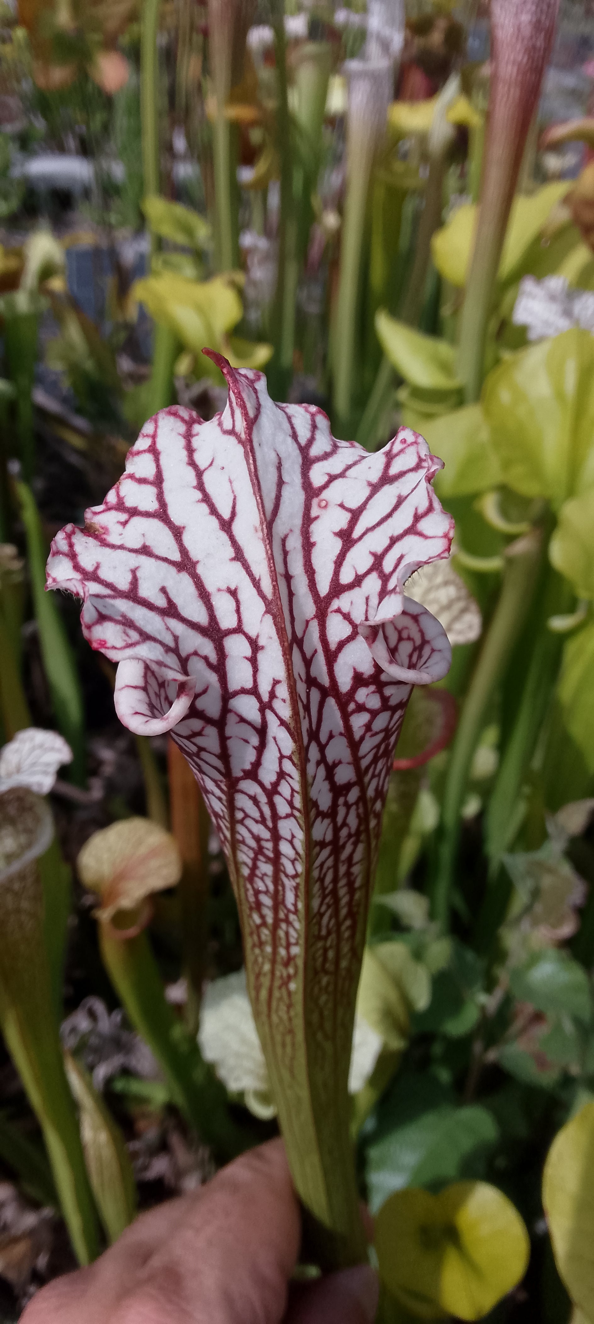 Sarracenia leucophylla