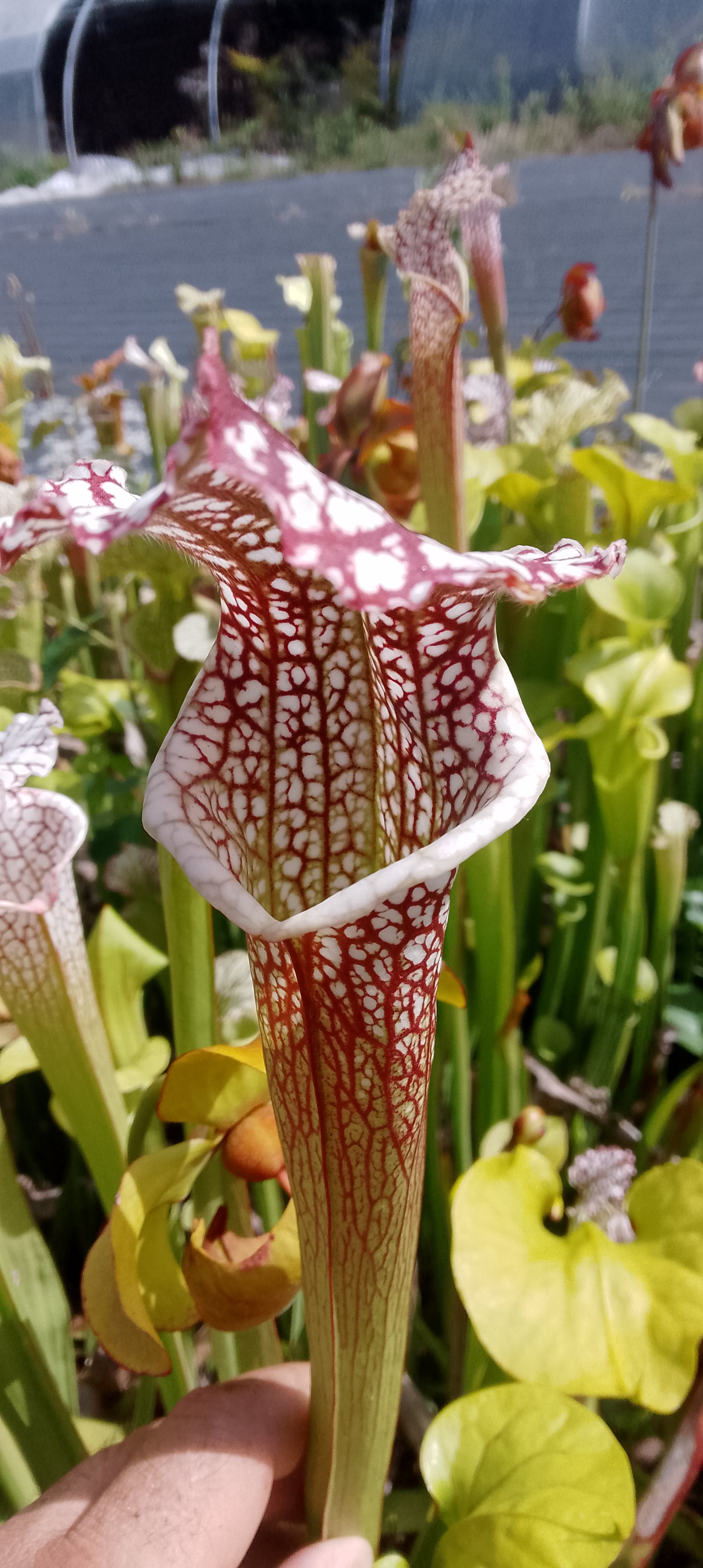 Sarracenia leucophylla.