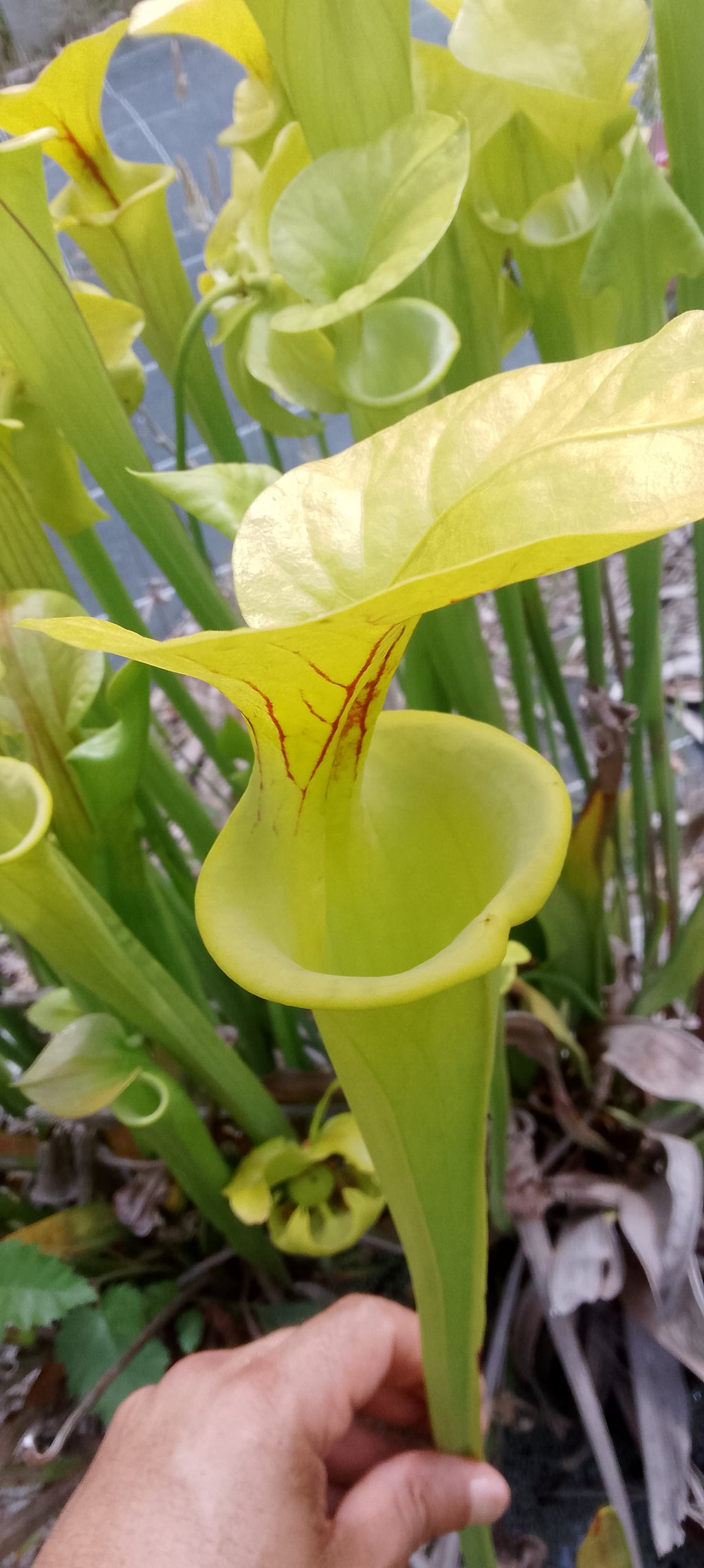 Sarracenia Flava ( semis de Goldie)
