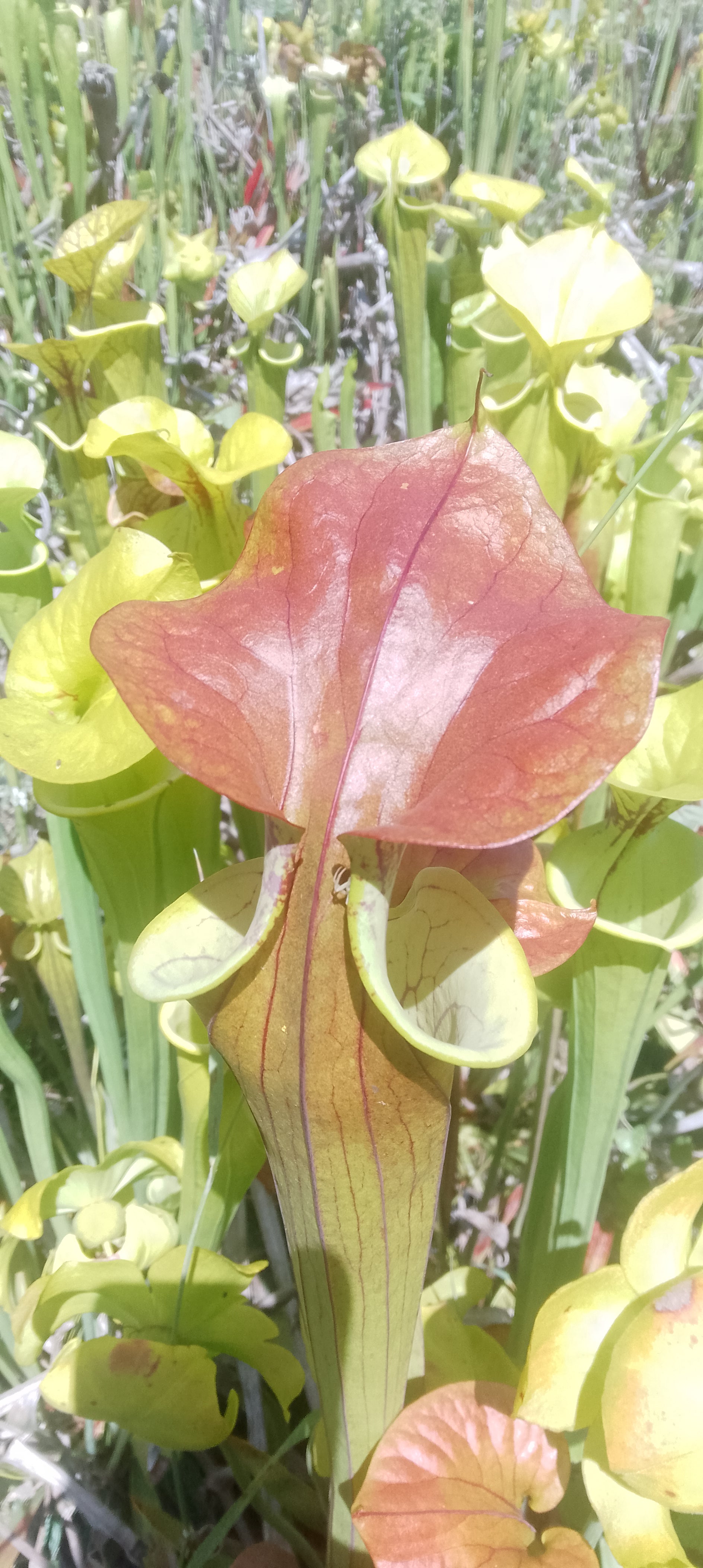 Sarracenia Flava var cuprea