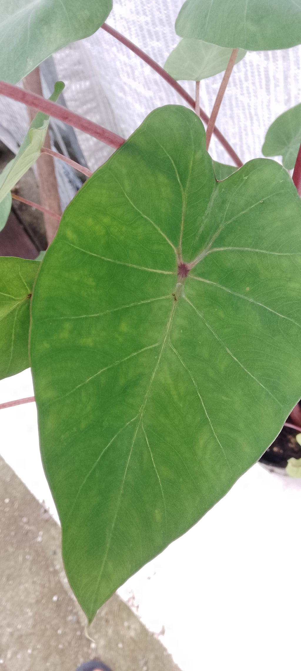 Colocasia de semis 3
