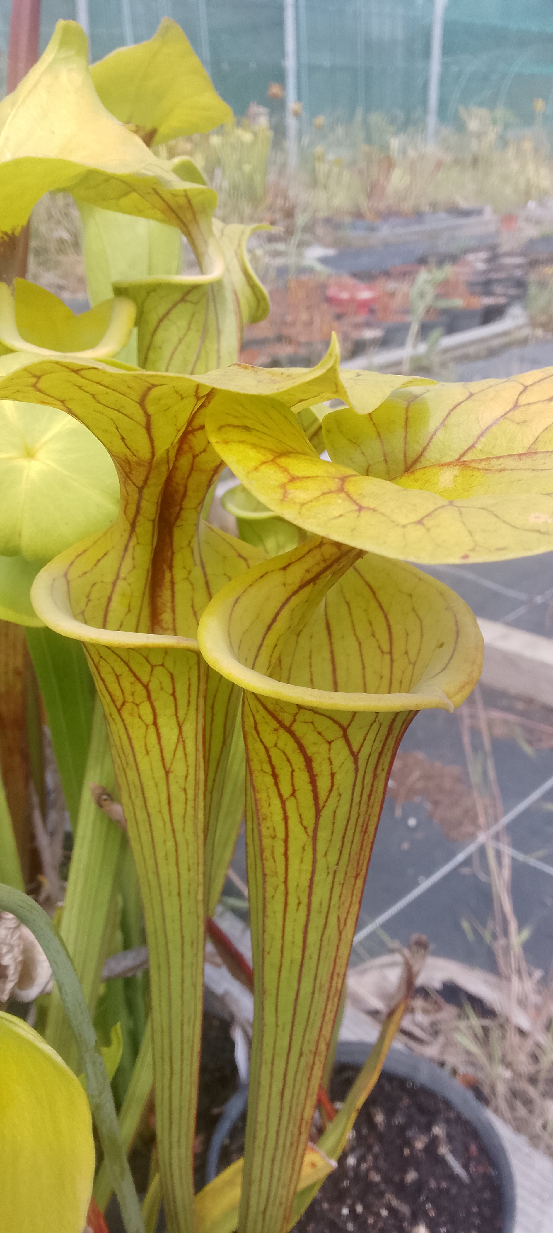 Sarracenia Flava var ornata F37 MK
