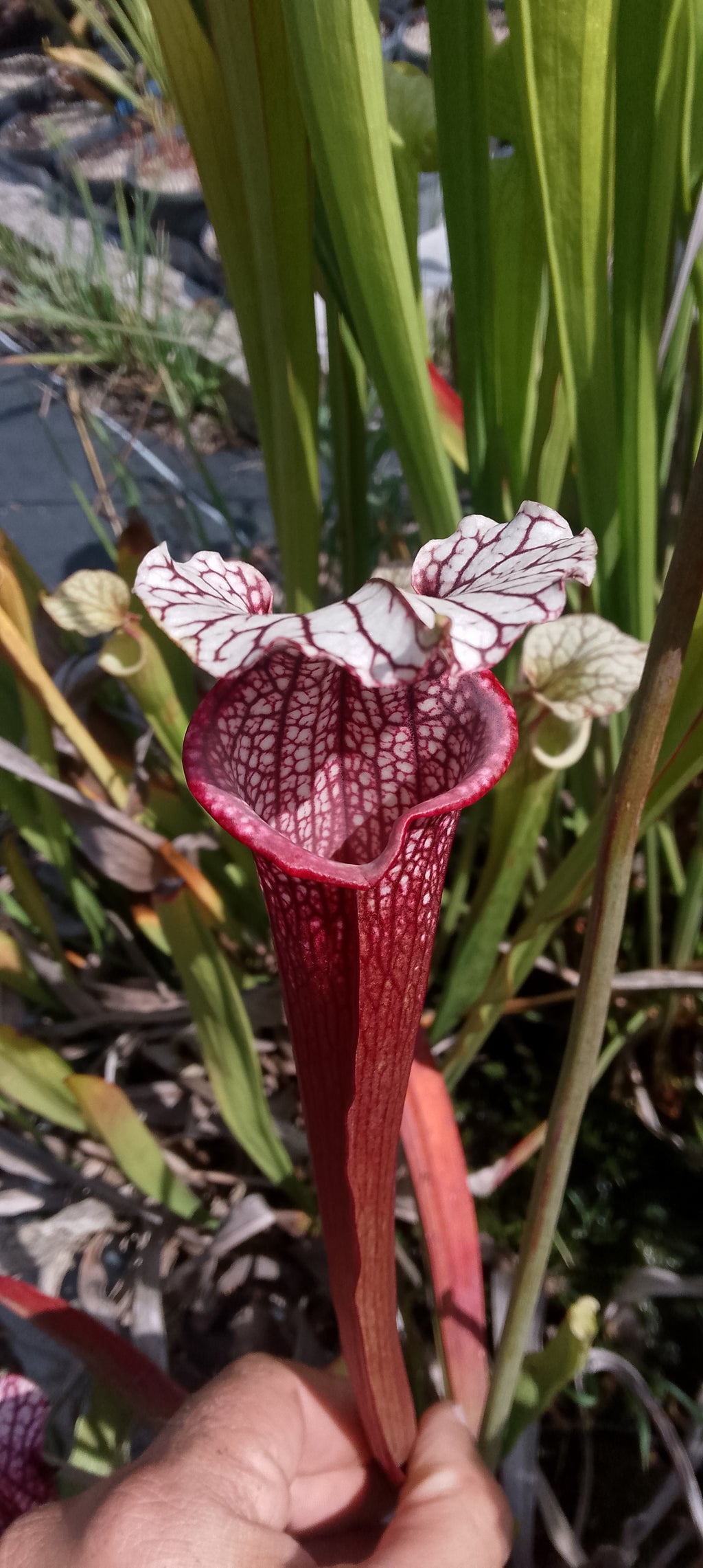Sarracenia leucophylla Wilkerson red rocket x Saurus