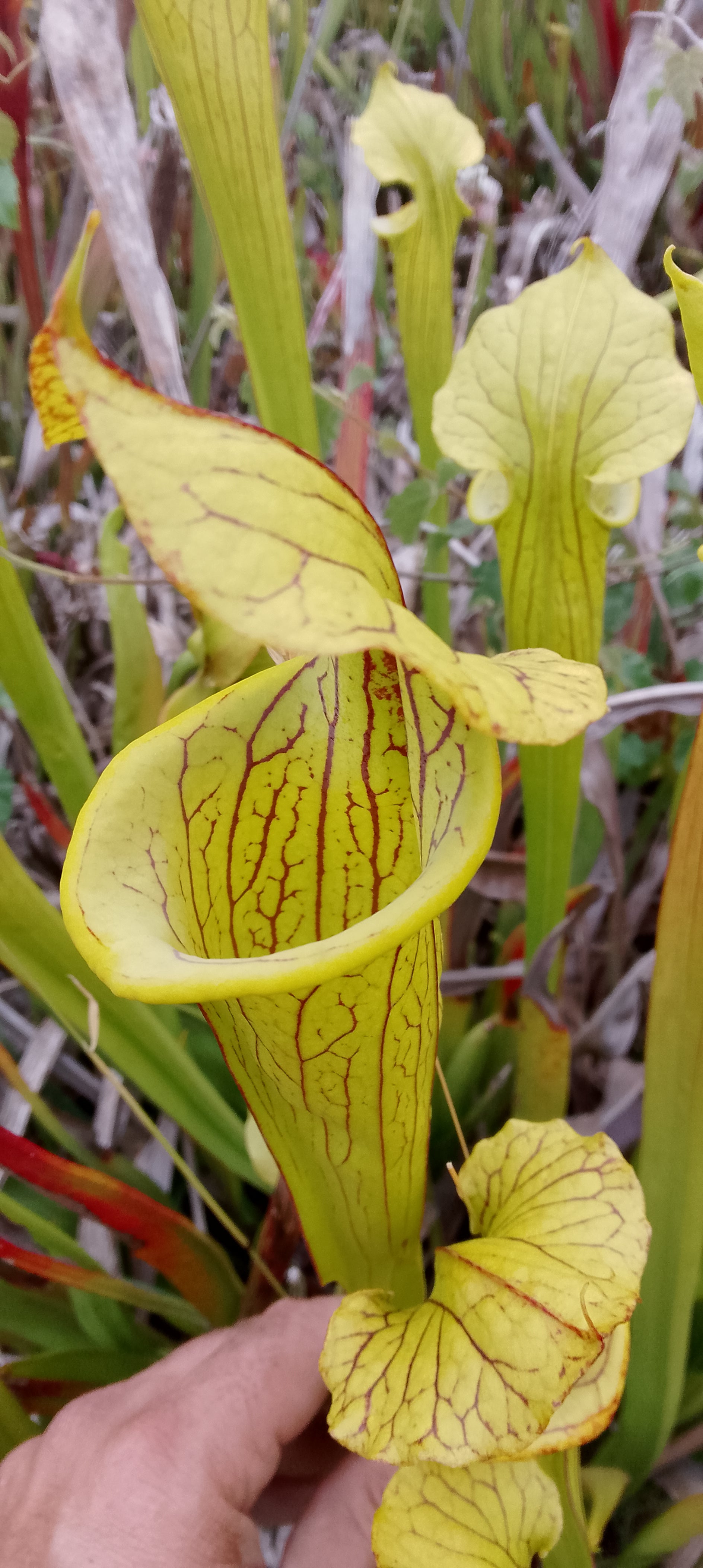 Sarracenia x hybride