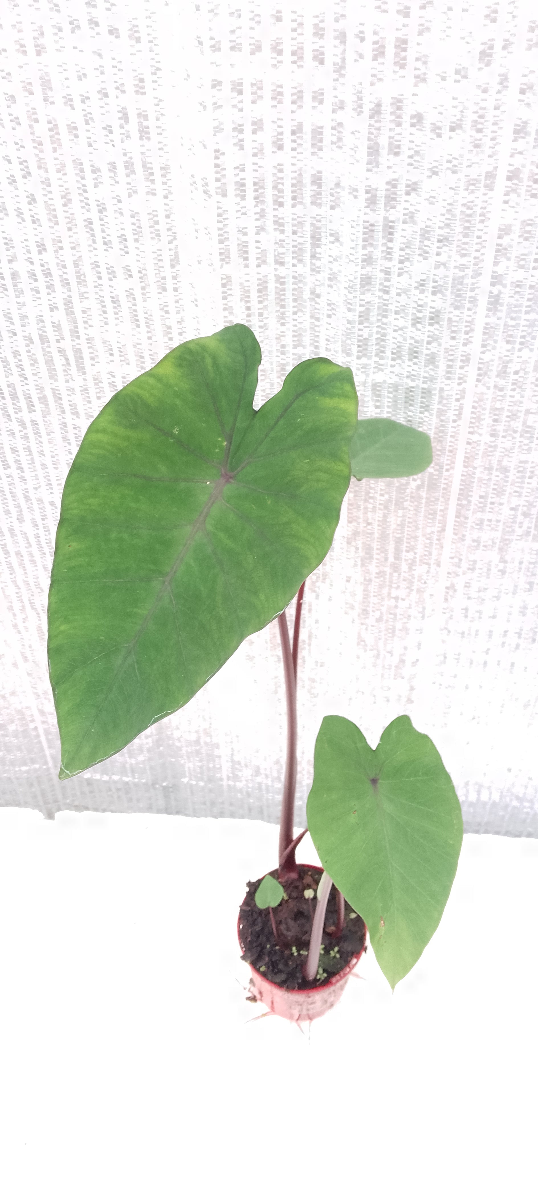 Colocasia de semis 2