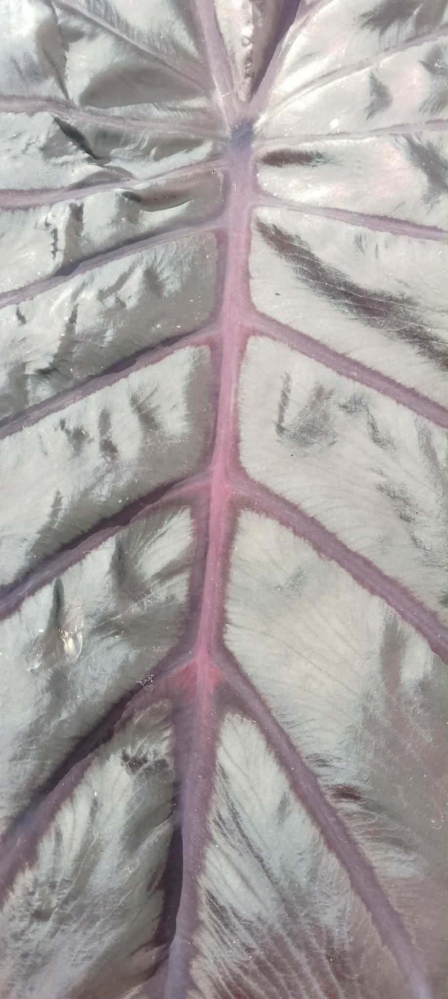 Colocasia de semis 10
