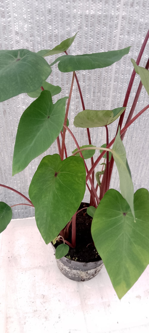 Colocasia de semis 3