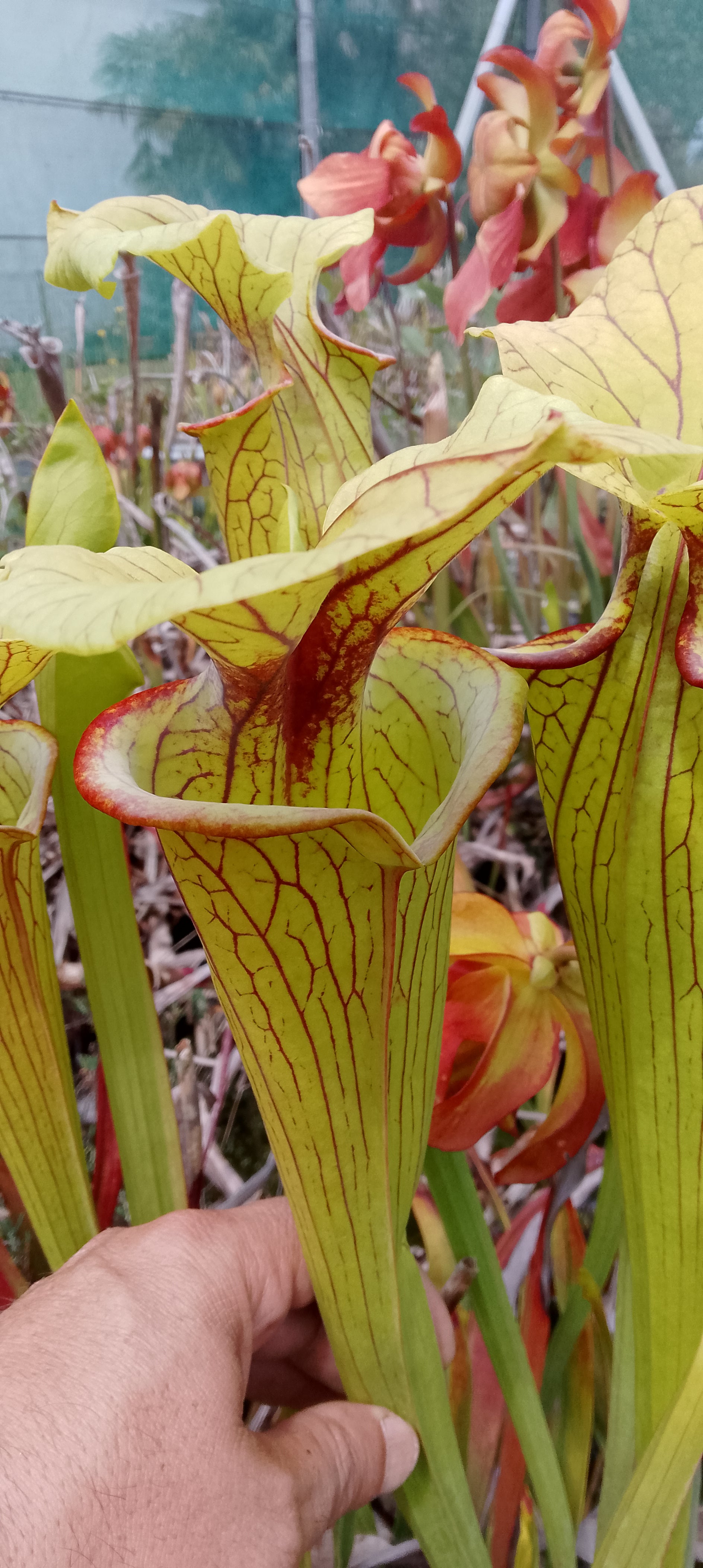 Sarracenia x ( Saurus x Saurus)
