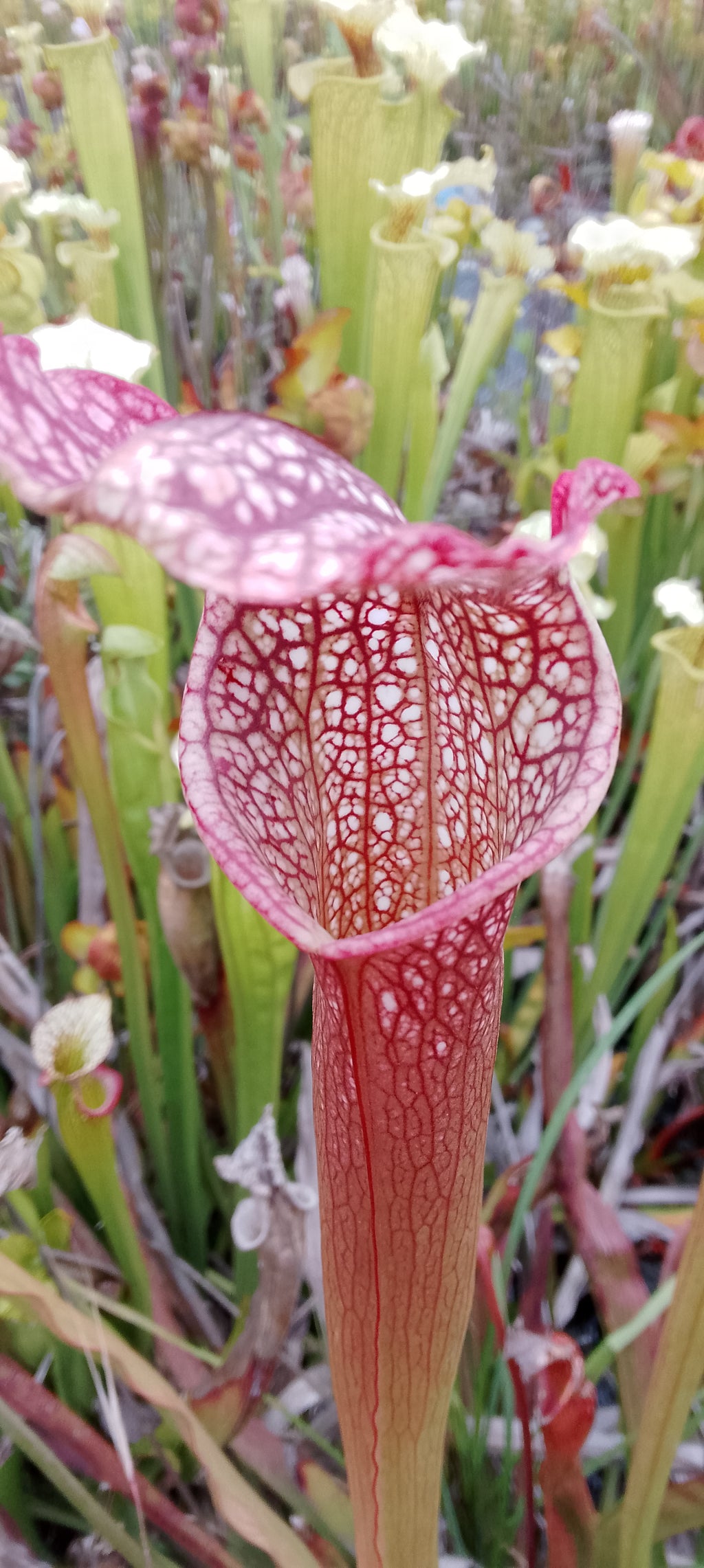 Sarracenia H85B MK x leucophylla