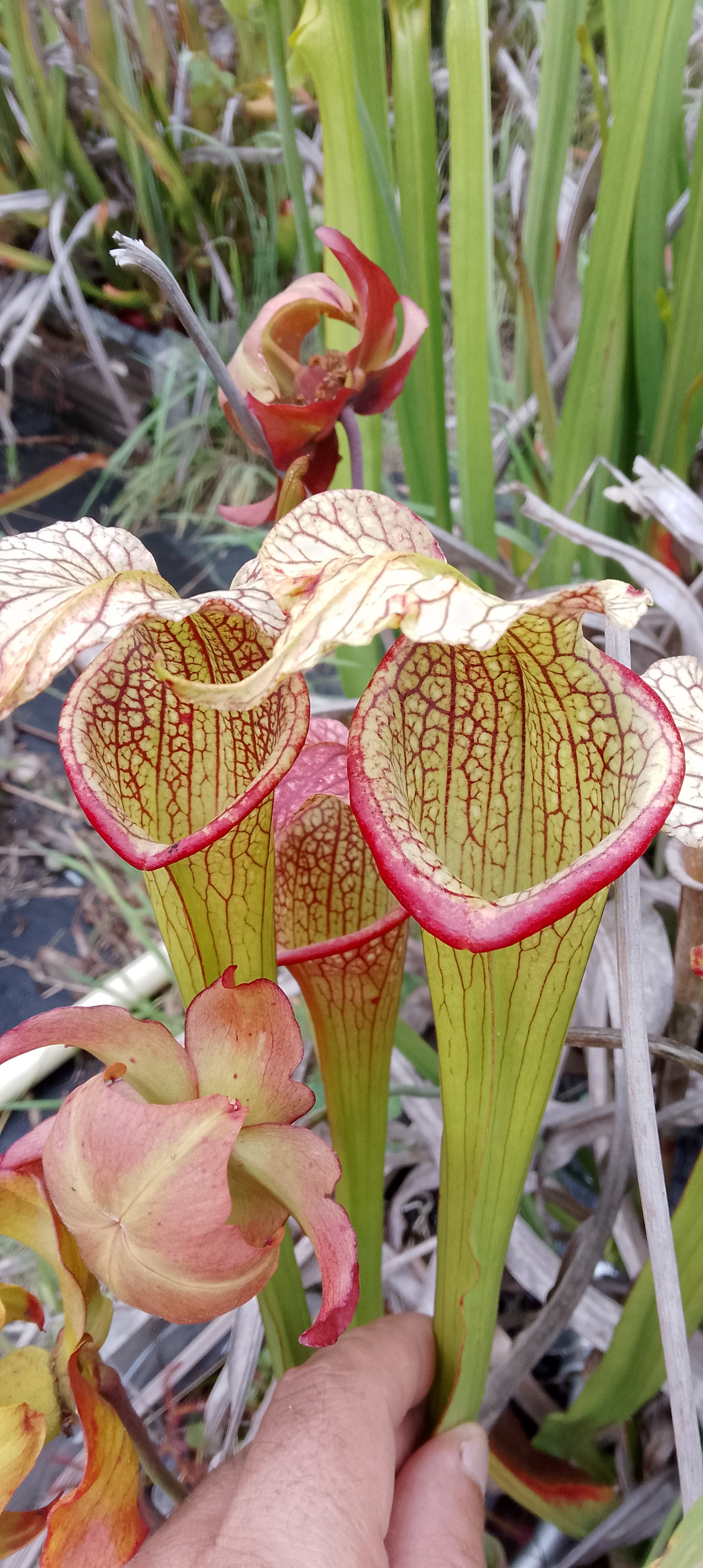 Sarracenia x (Leah Wilkerson x Adrian Slack)x Adrian Slack