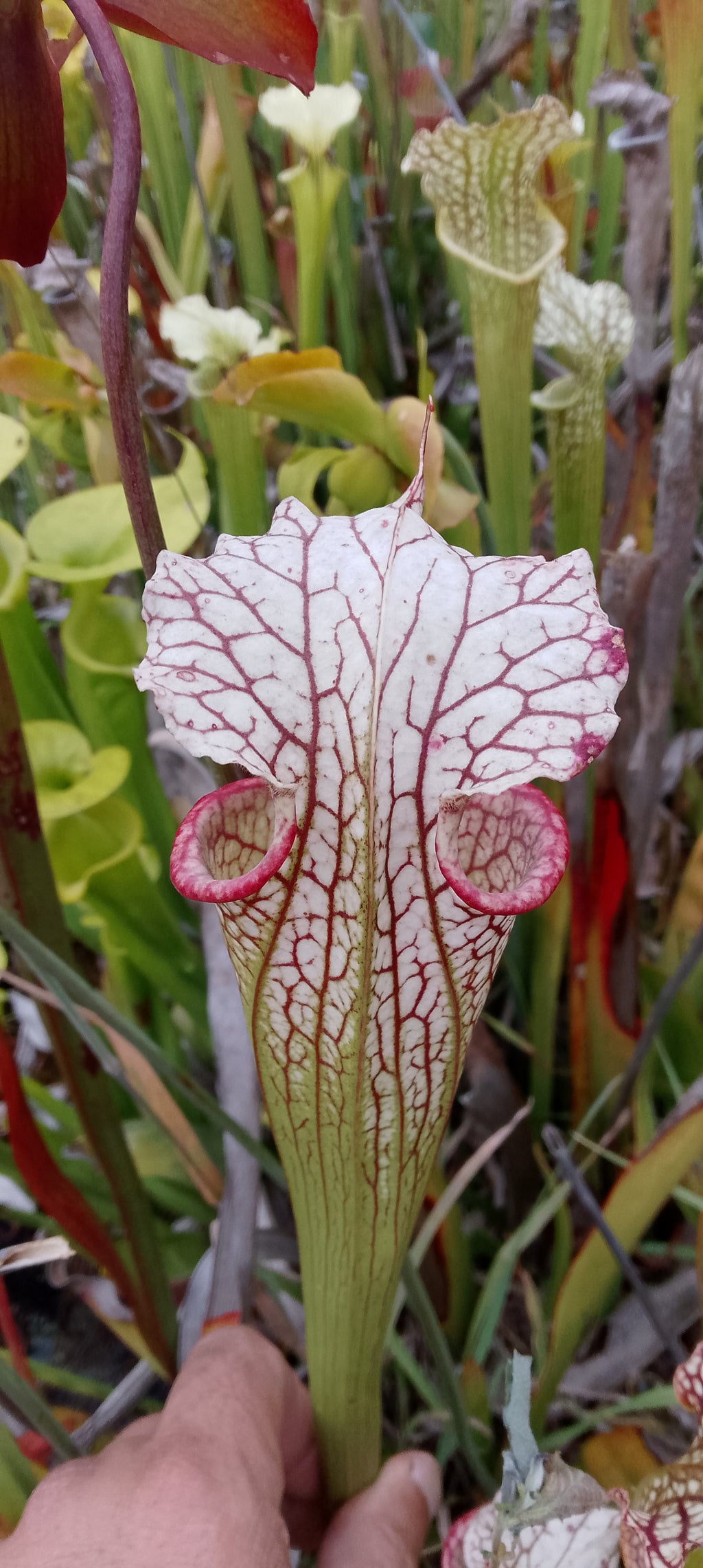 Sarracenia x Moorei