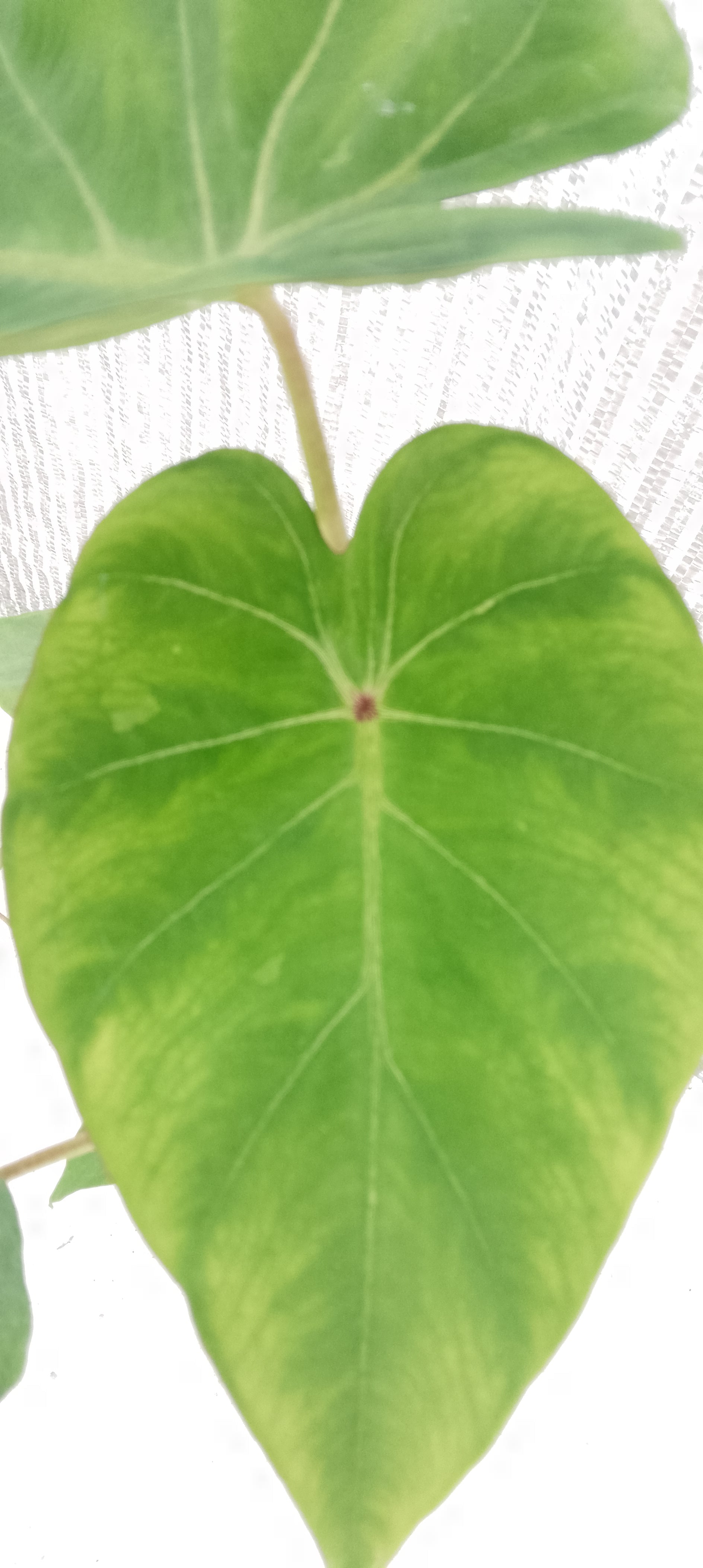 Colocasia de semis 11