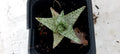 Aloe hybride