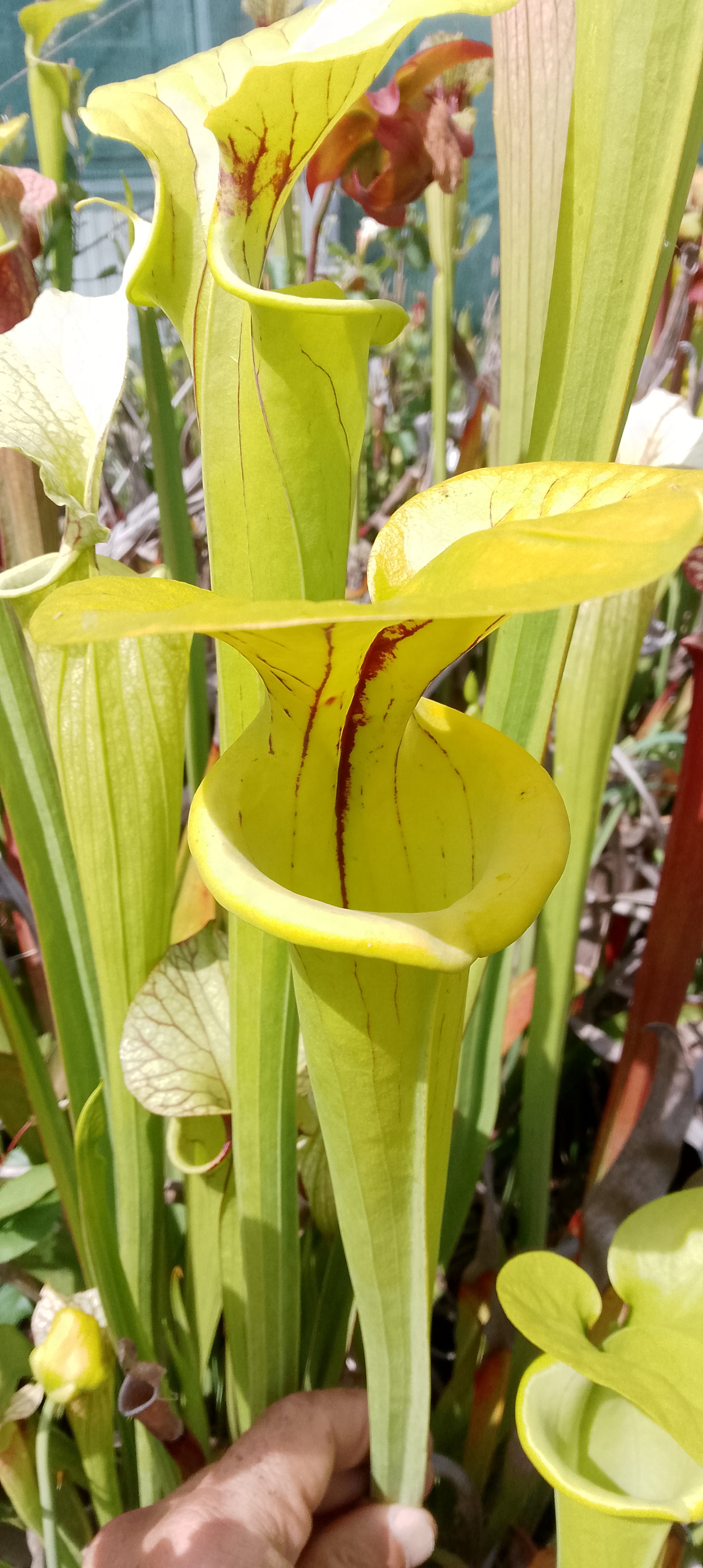 Sarracenia Flava var Flava