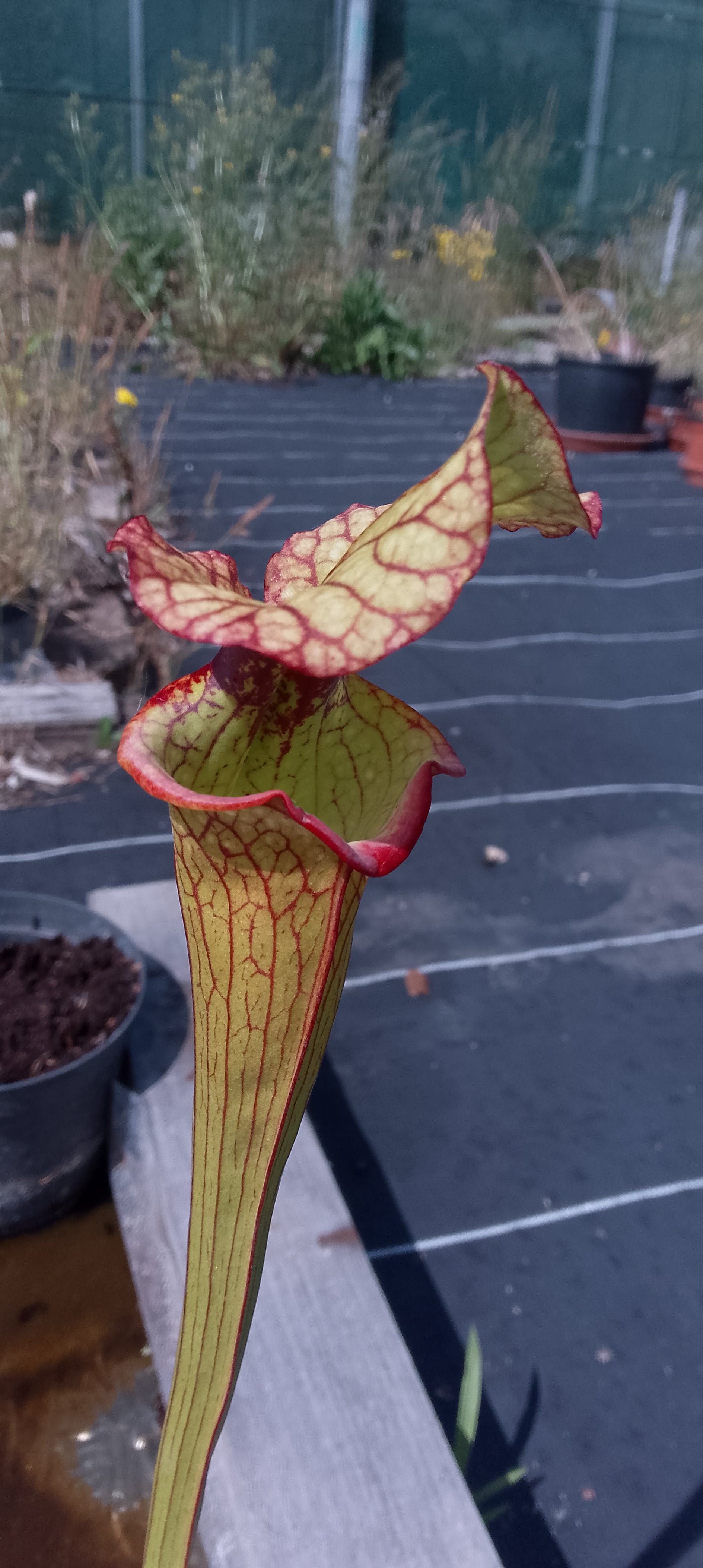 Sarracenia x Moorei Lurch