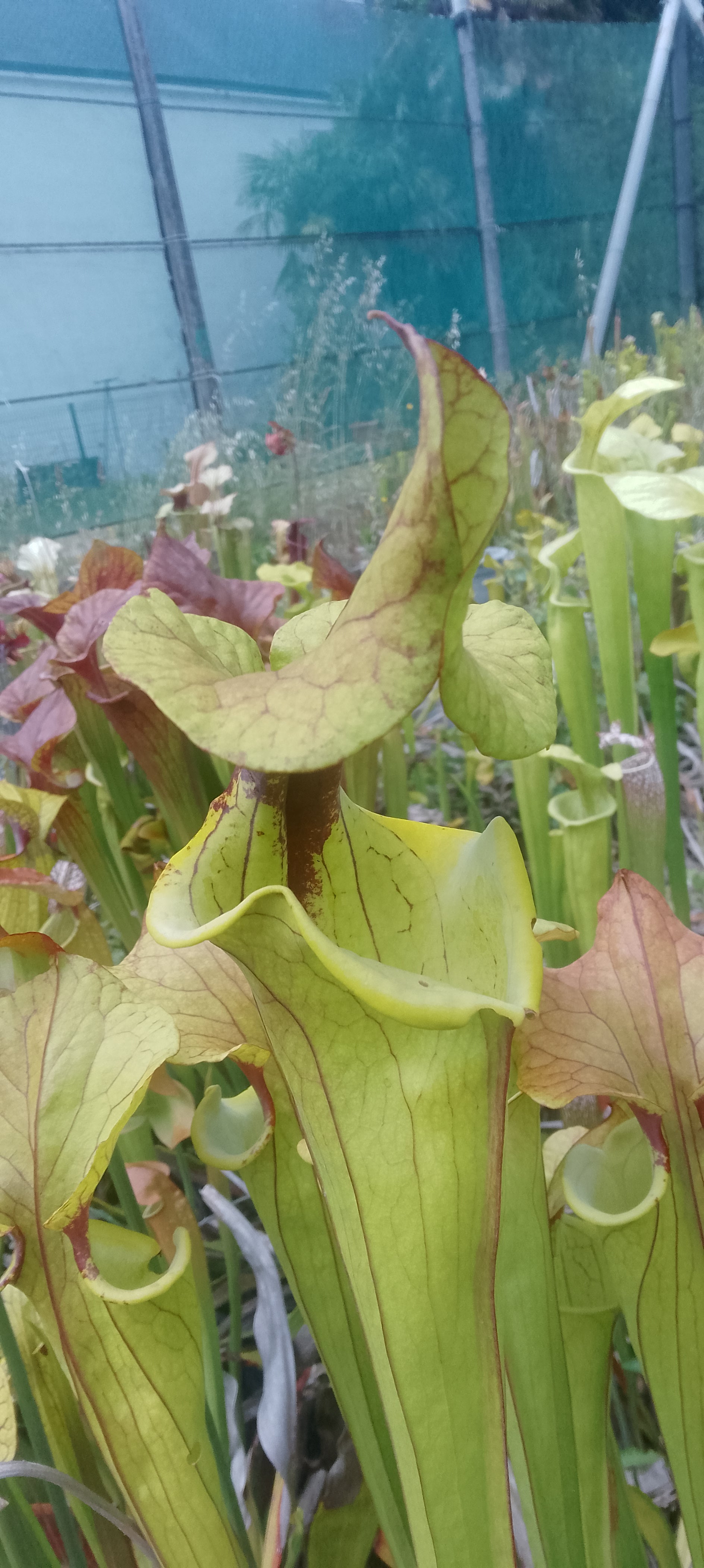 Sarracenia Flava var cuprea Fat Boy Slim