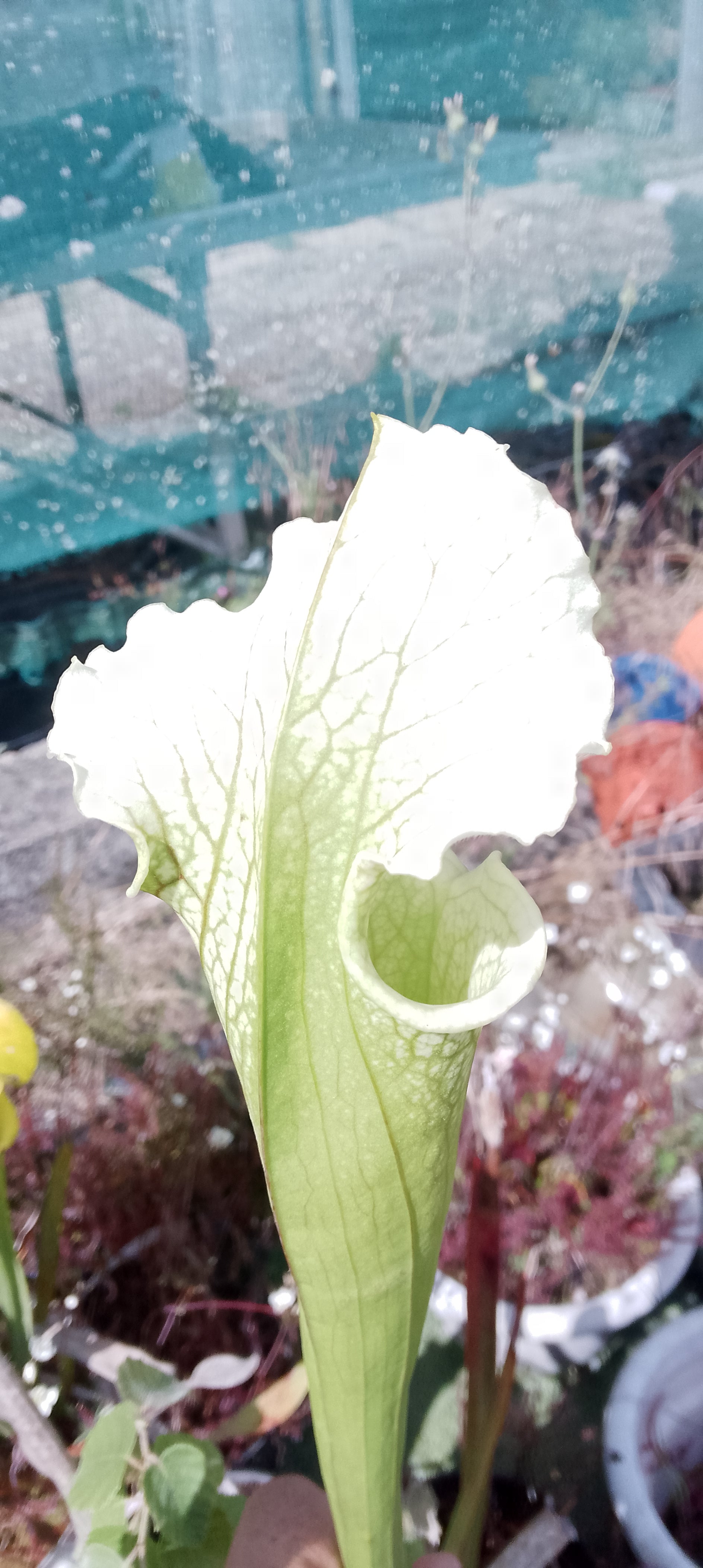 Sarracenia Moorei x leucophylla HCWF