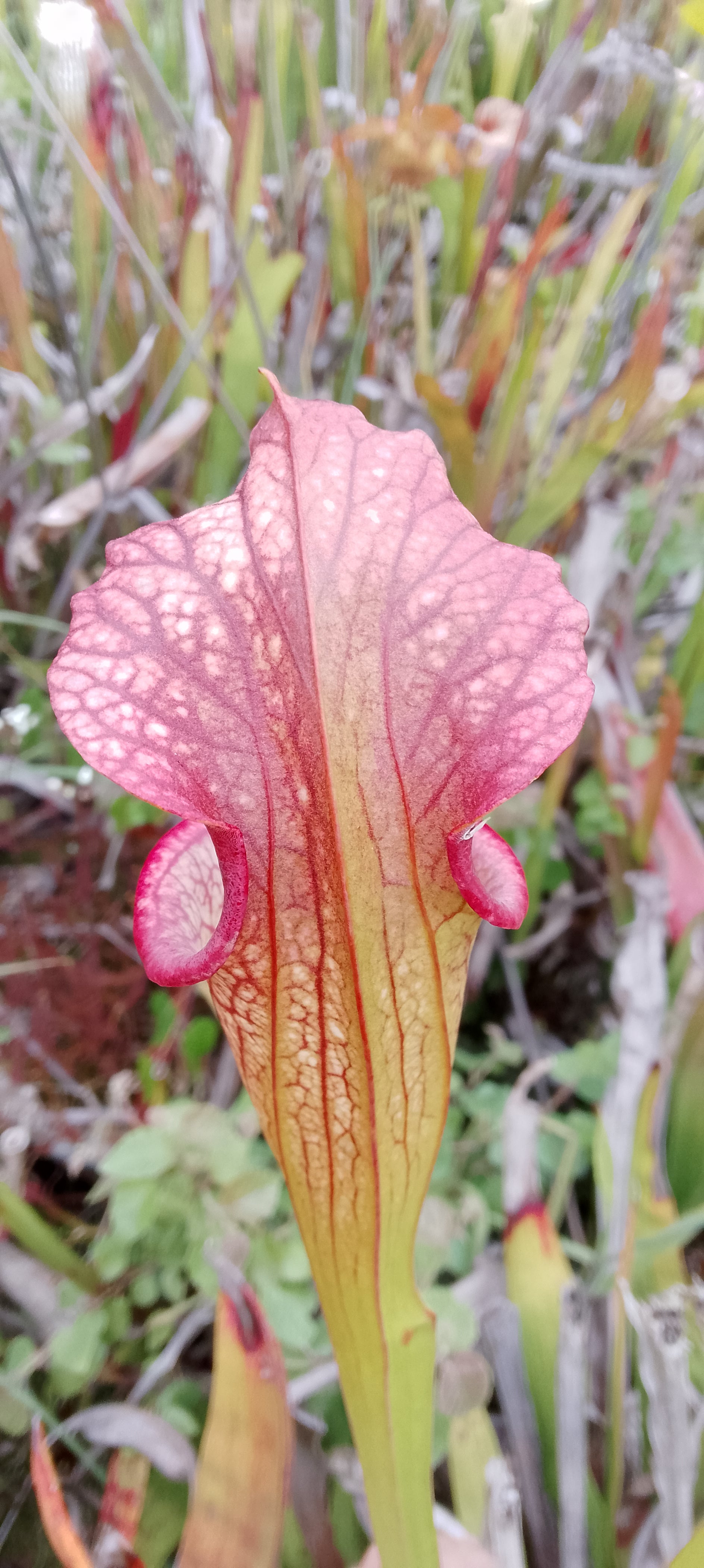 Sarracenia Adrian Slack x Adrian Slack