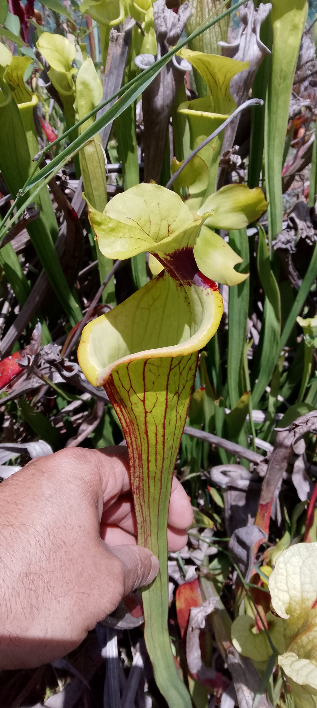 Sarracenia x Gorilla Sunshine