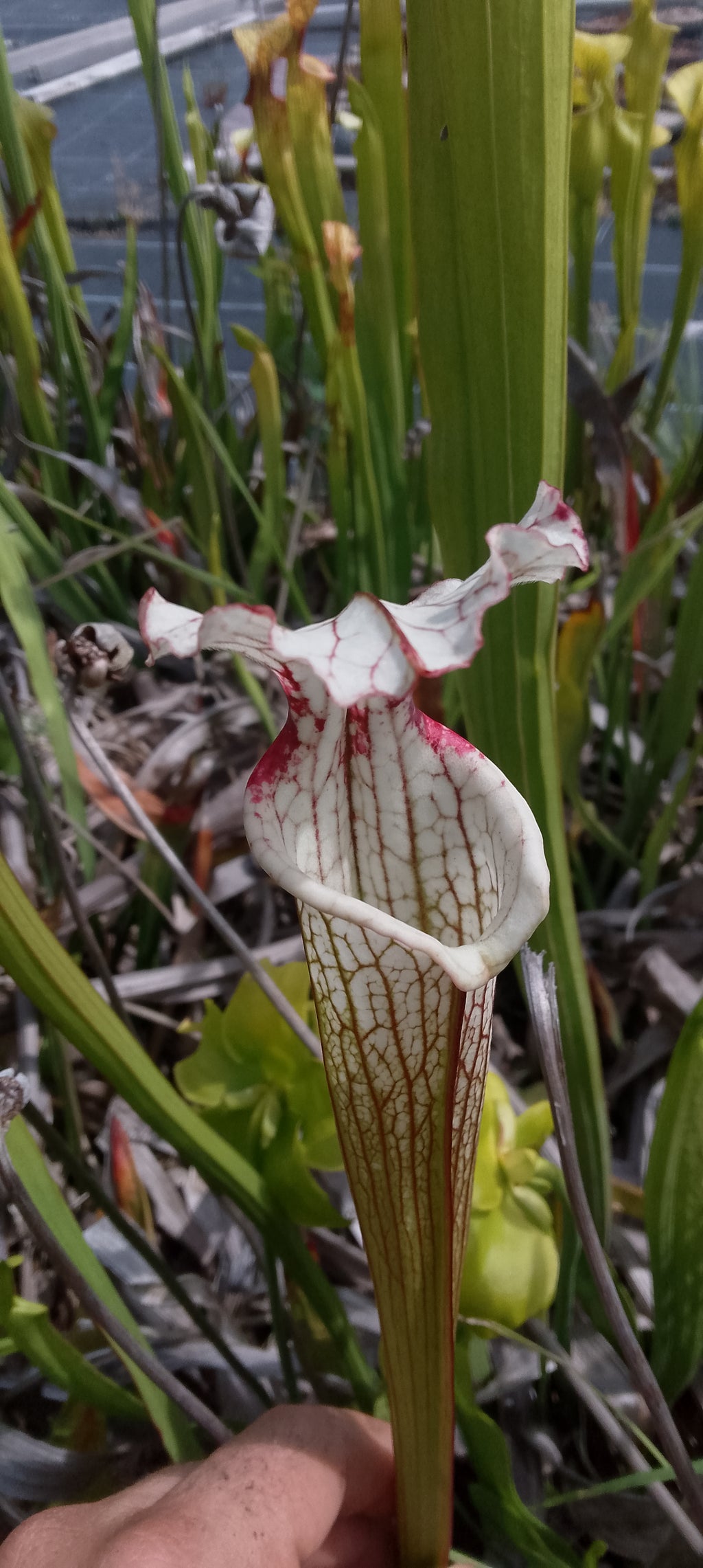 Sarracenia x Moorei