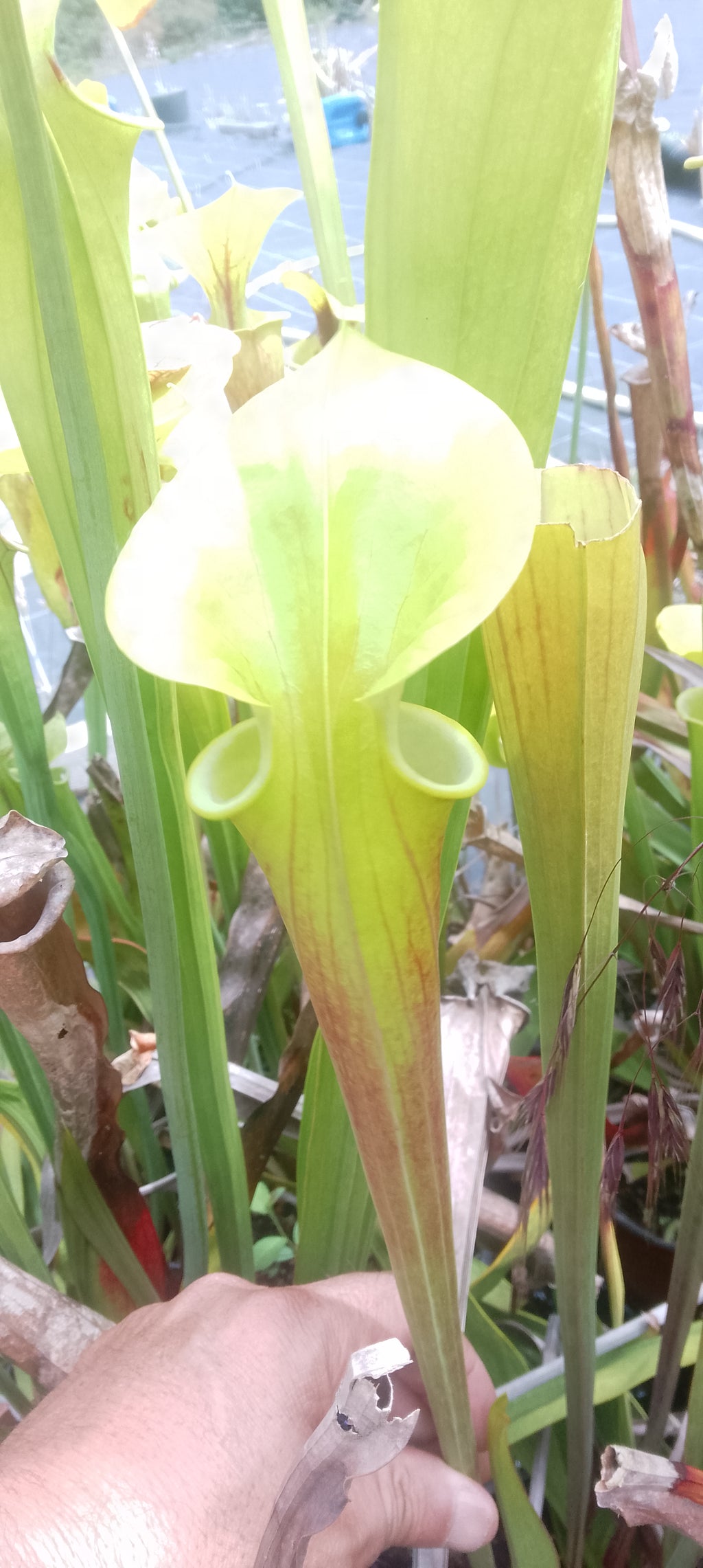 Sarracenia Flava Orange clone 2