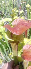 Sarracenia Flava var cuprea