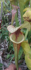 Sarracenia x Moorei Sergent Hartmann x Adrian Slack