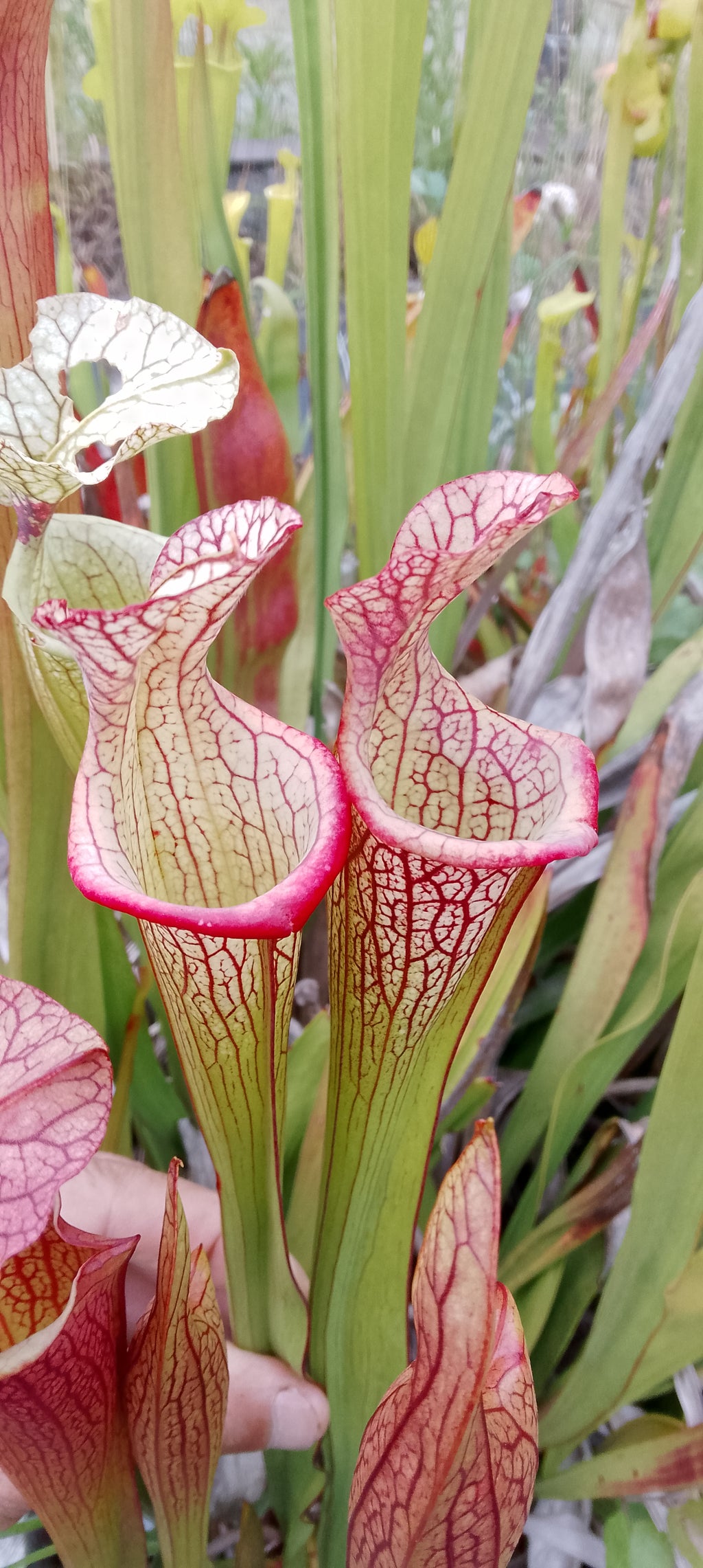Sarracenia Adrian Slack x Leah Wilkerson
