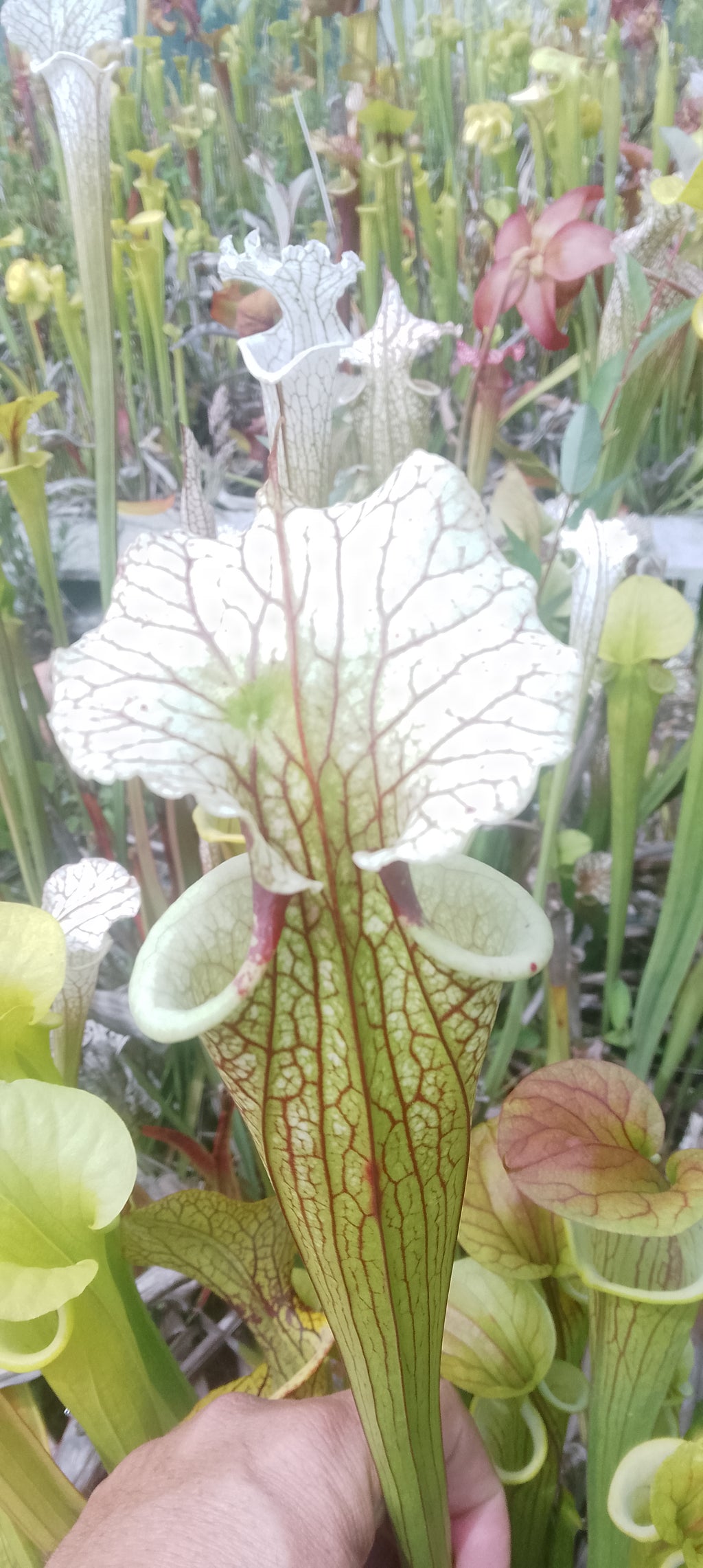 Sarracenia x Moorei