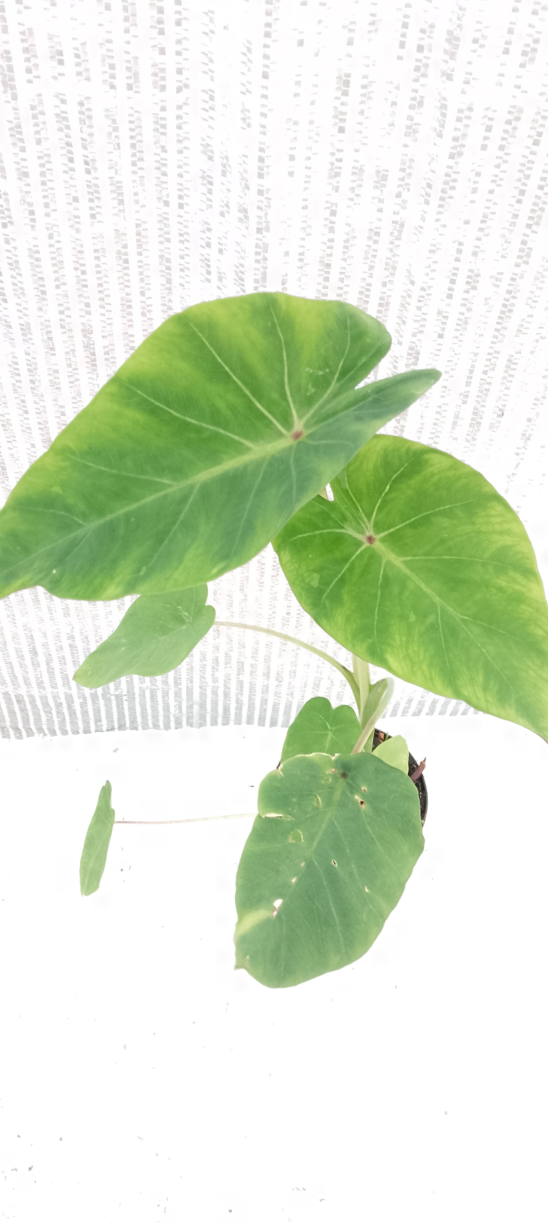 Colocasia de semis 11
