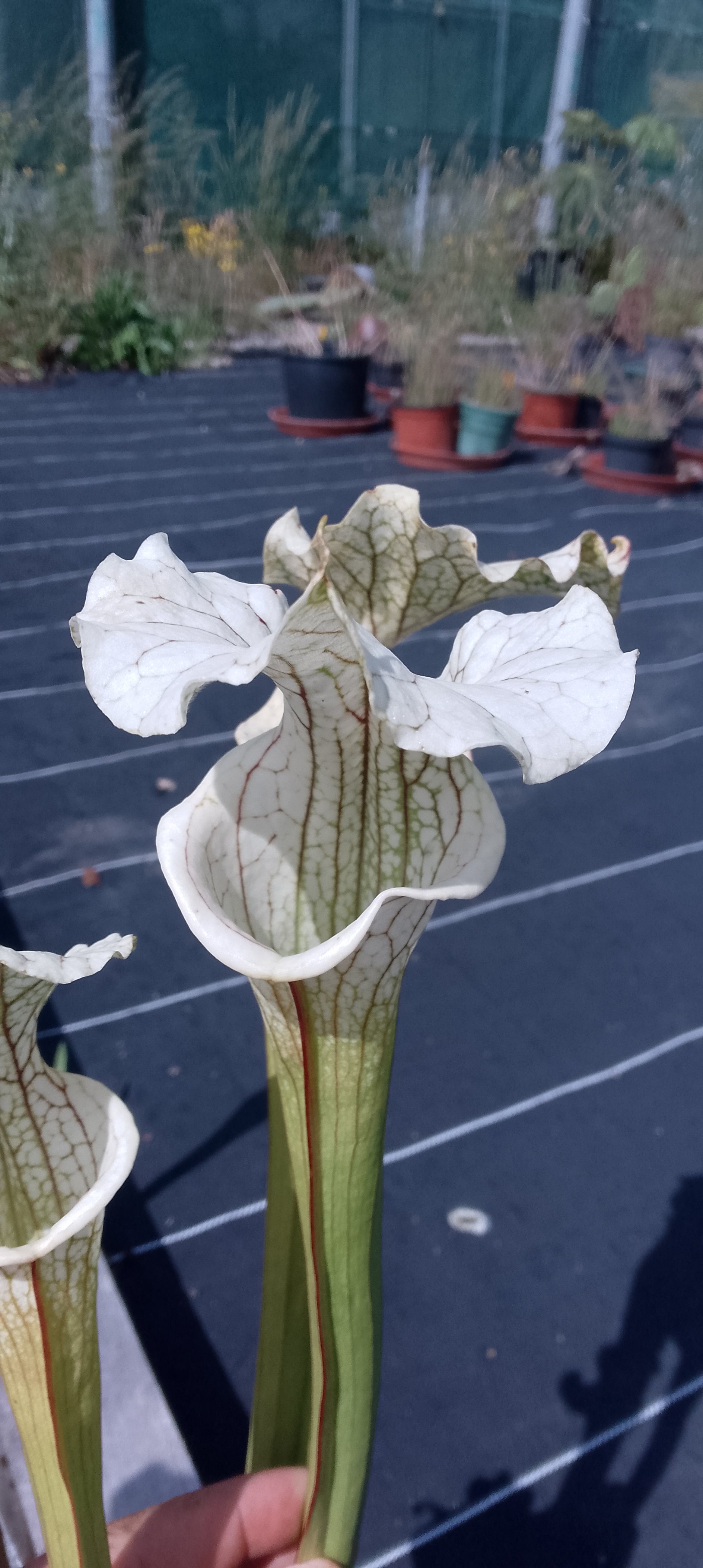 Sarracenia x Moorei Adrian Slack x ( Moorei Adrian Slack x Oreophila)