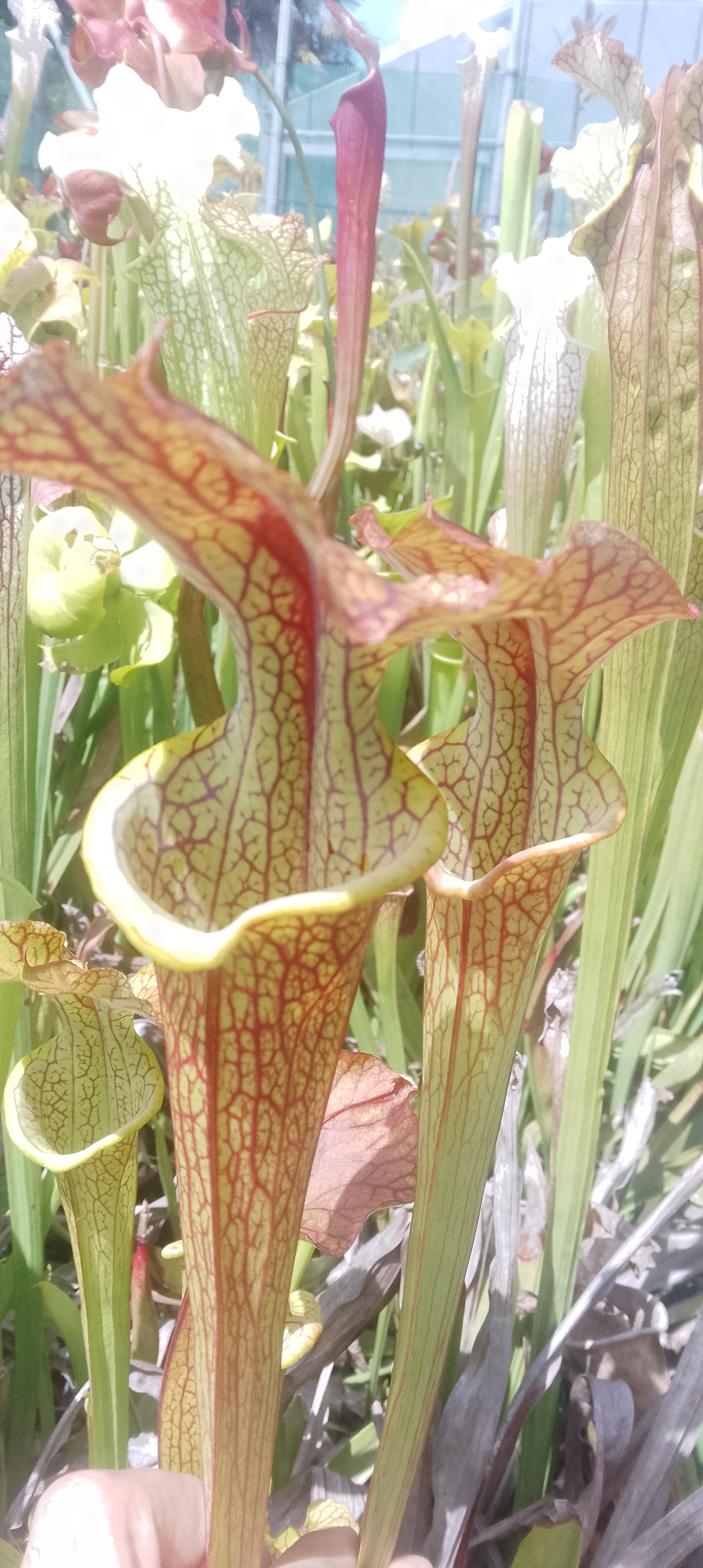 Sarracenia x (Flava var ornata heavy veins x leucophylla) x Flava cuprea