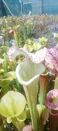 Sarracenia Moorei x Moorei