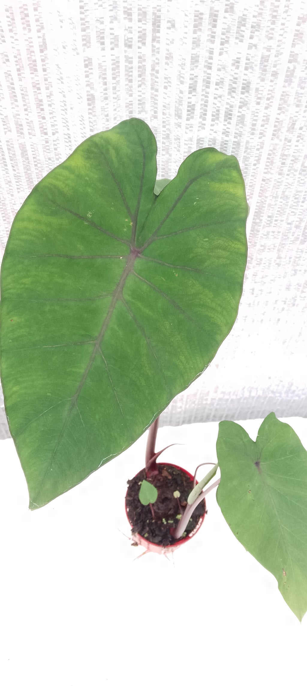 Colocasia de semis 2
