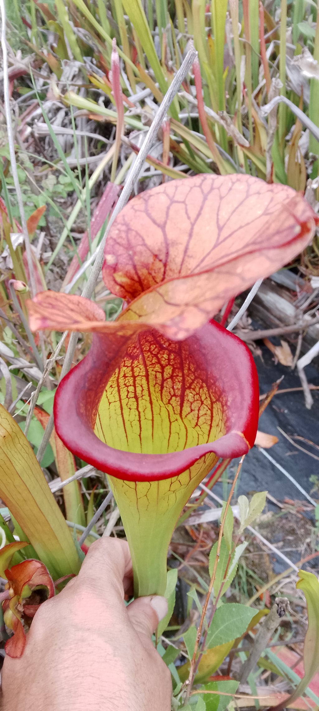 Sarracenia x hybride
