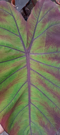 Colocasia Arc en ciel