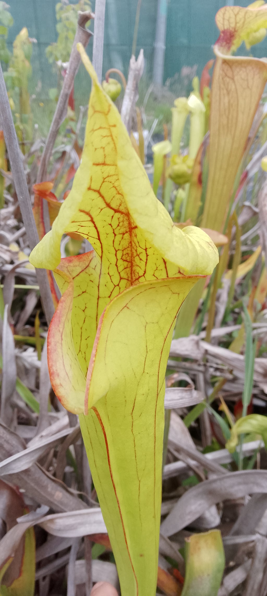 Sarracenia x Gold Mouth
