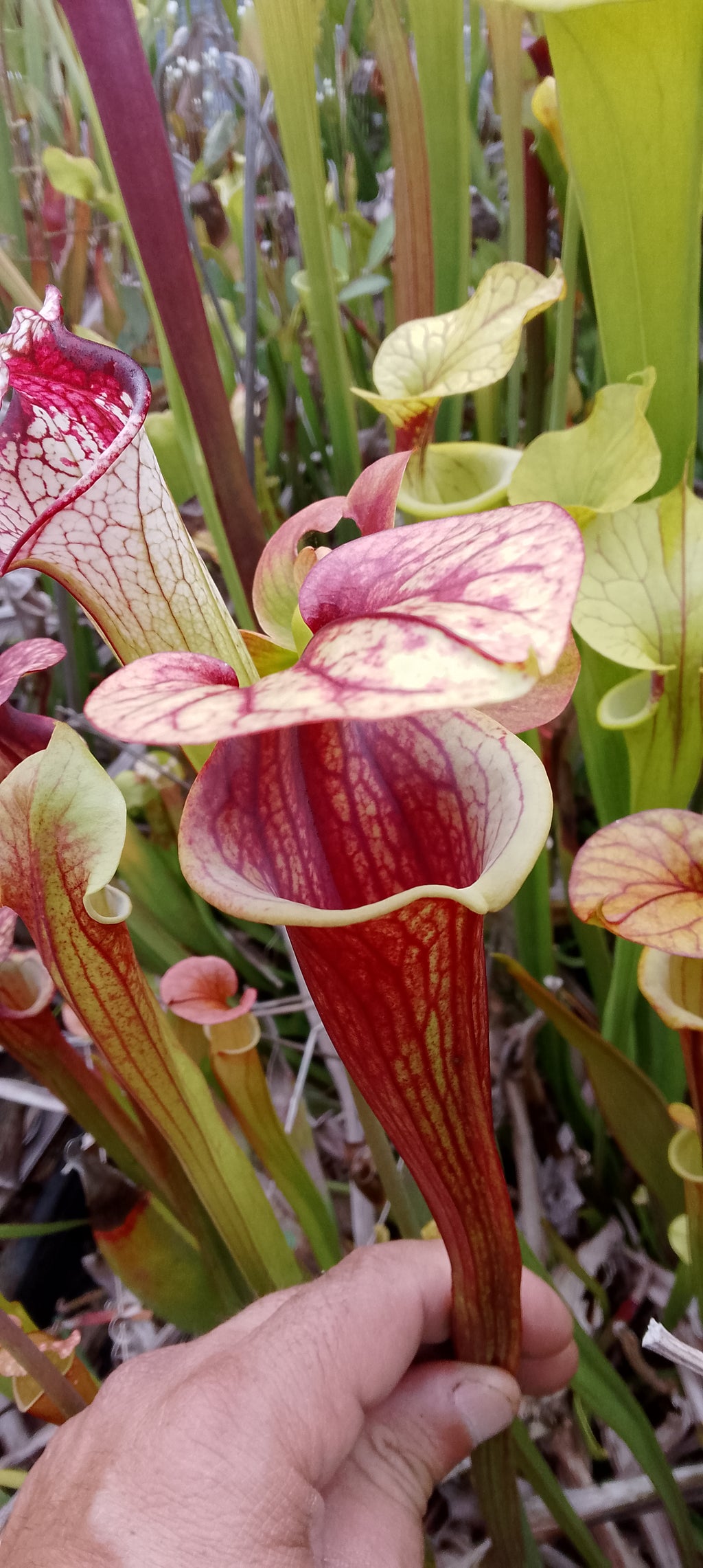 Sarracenia x ( Flava var rubricorpora x leucophylla)x Moorei Adrian Slack