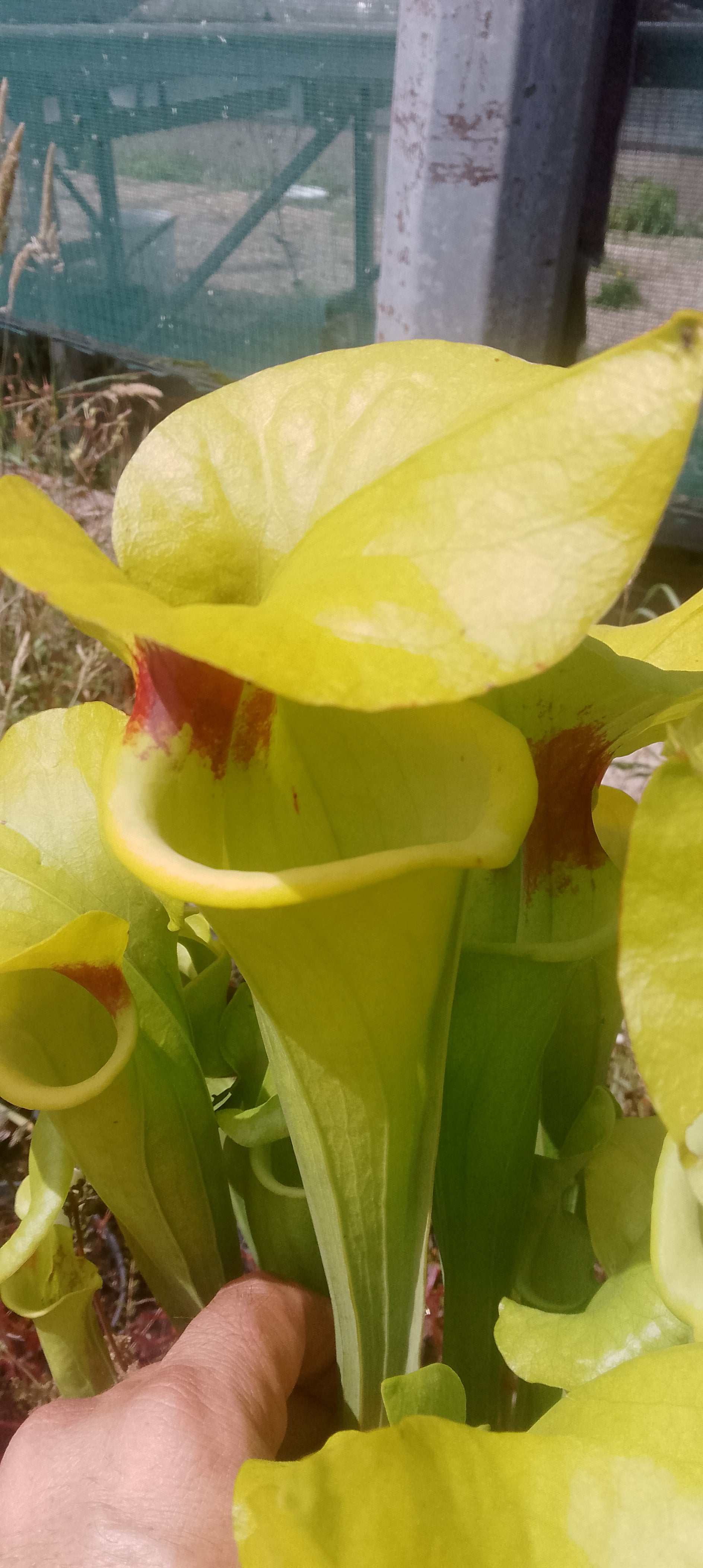 Sarracenia Flava var ruguellii