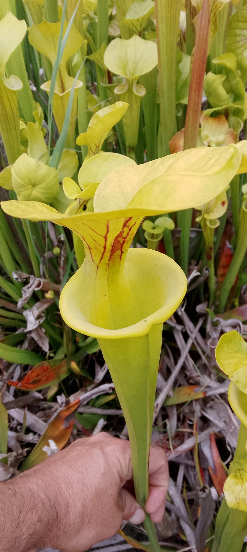 Sarracenia Flava Goldie x Goldie