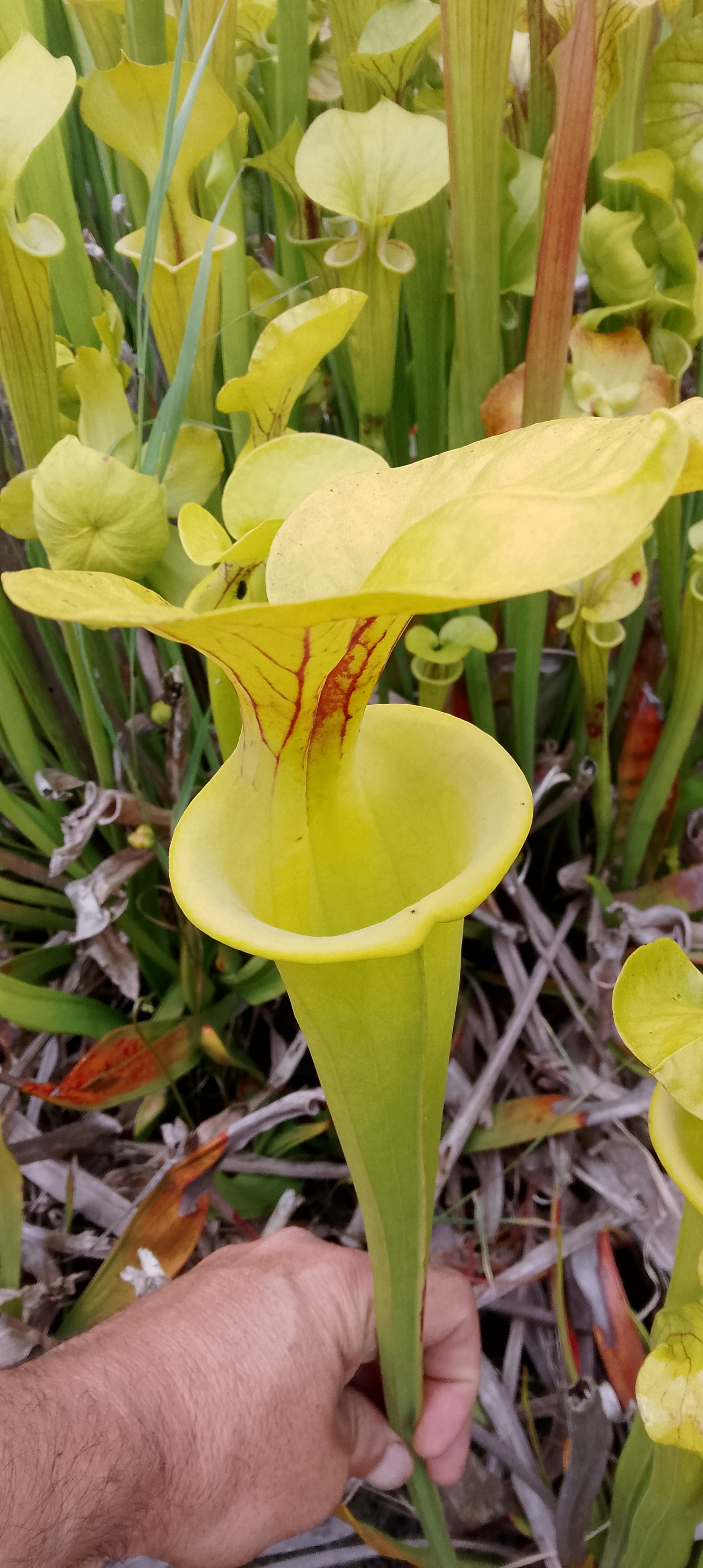 Sarracenia Flava Goldie x Goldie